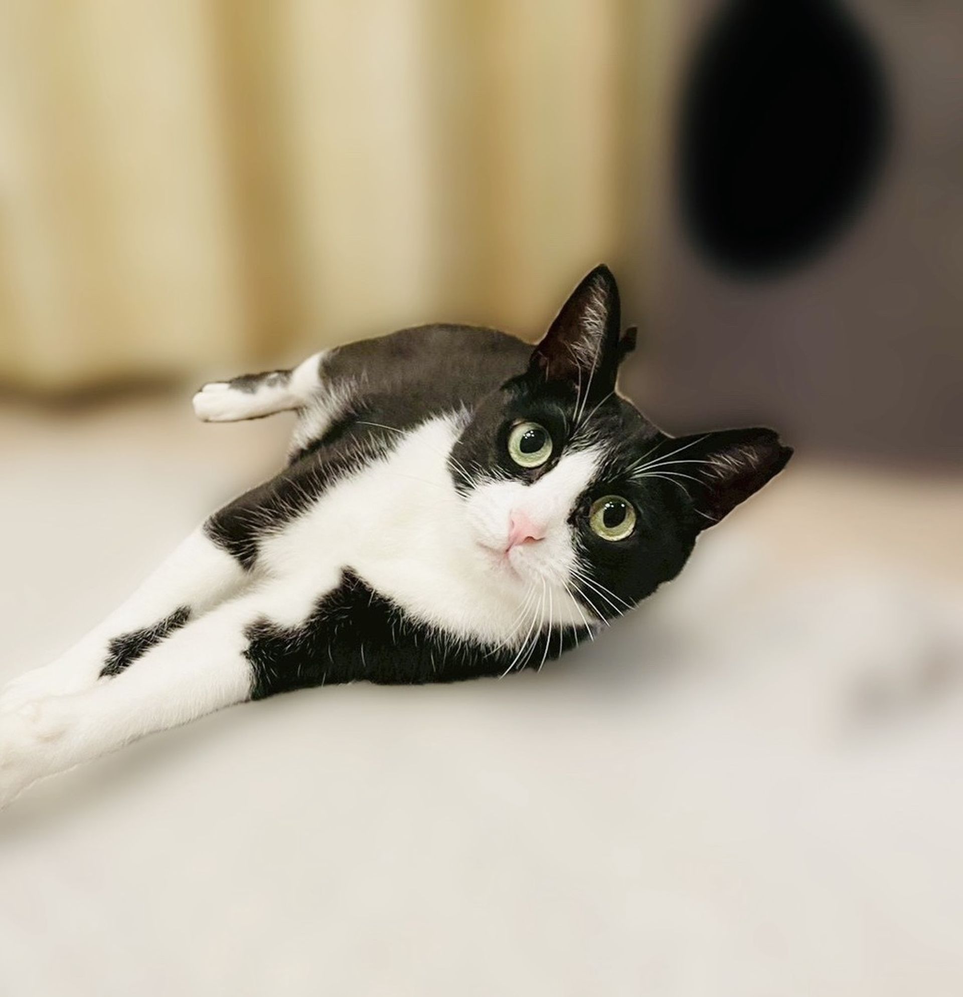 雑種（ミックス猫）・メスの里親募集の写真
