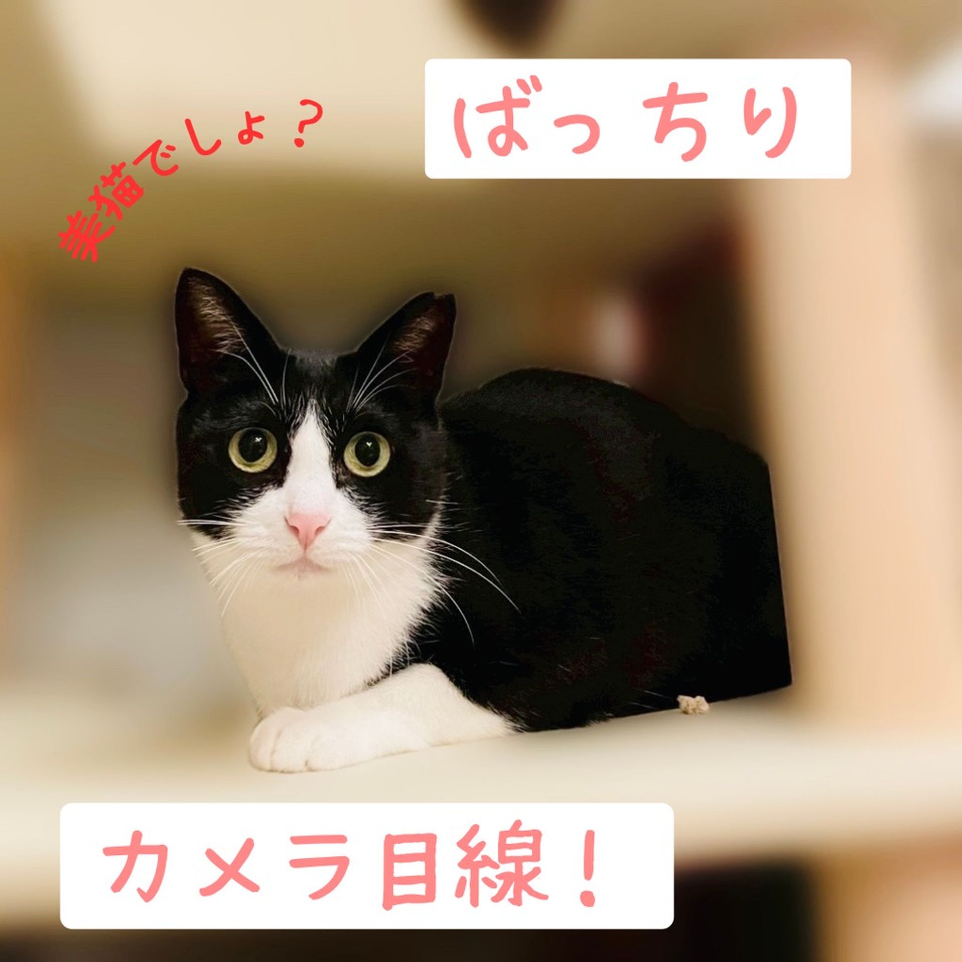 thumbnail-4