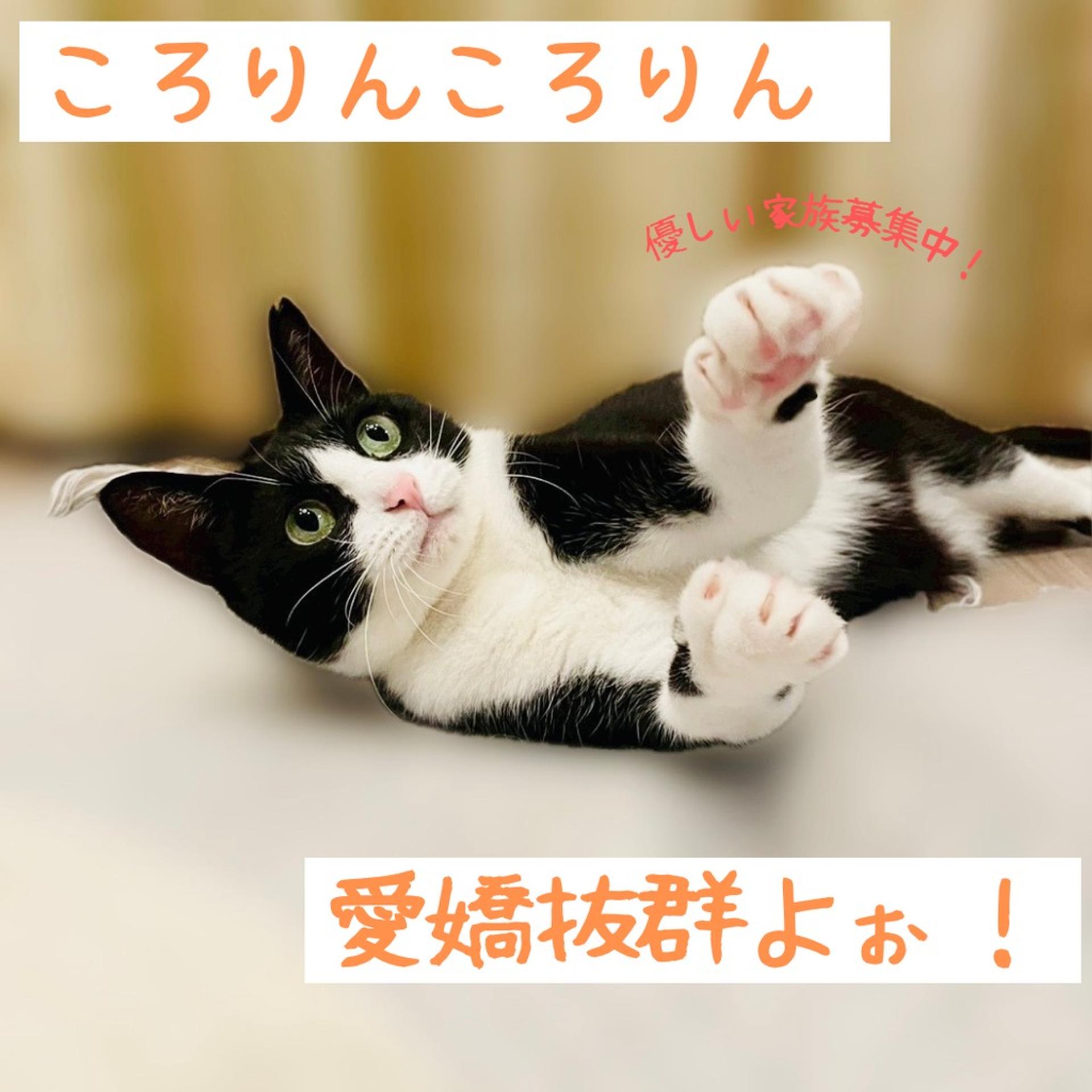 pet-image-3