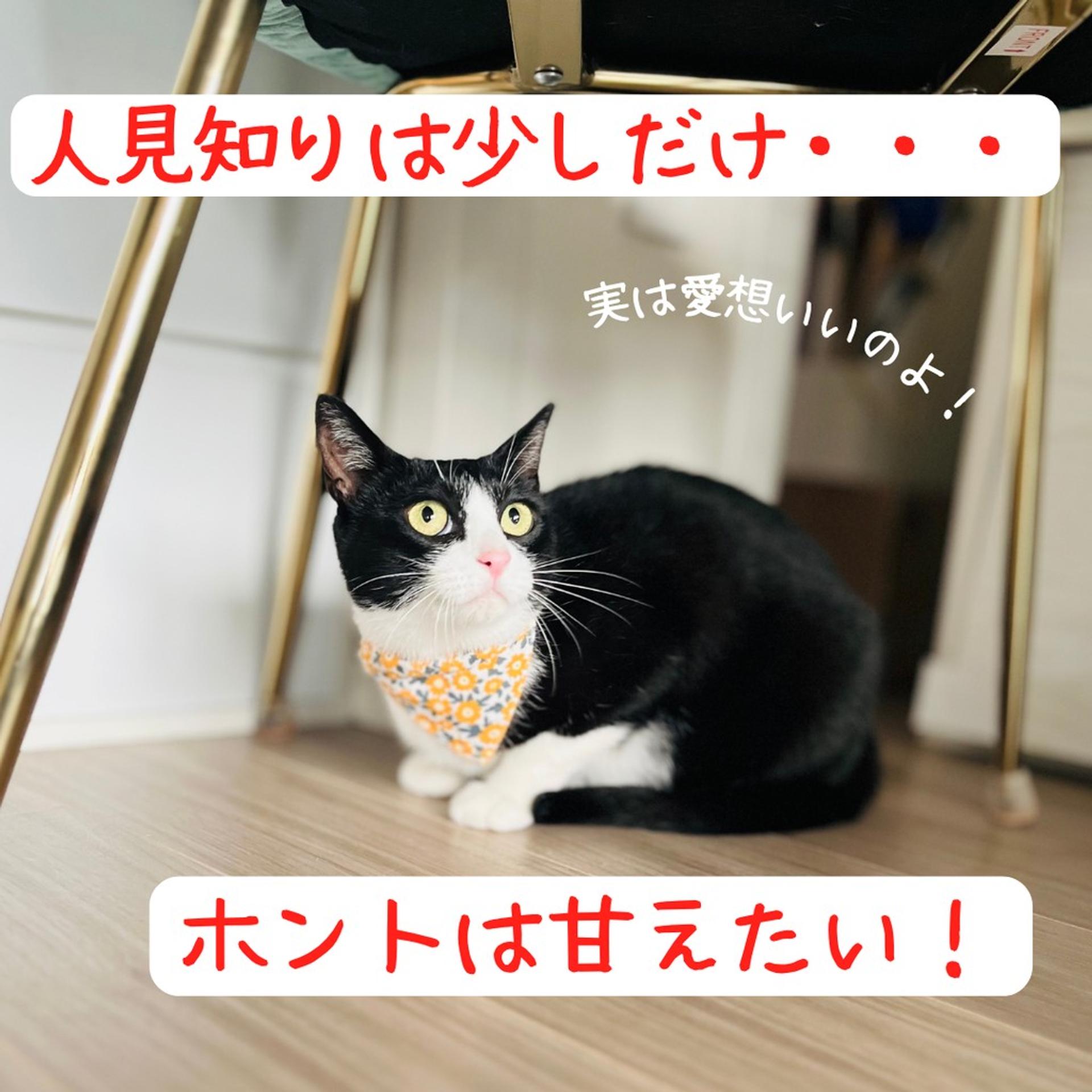 pet-image-2