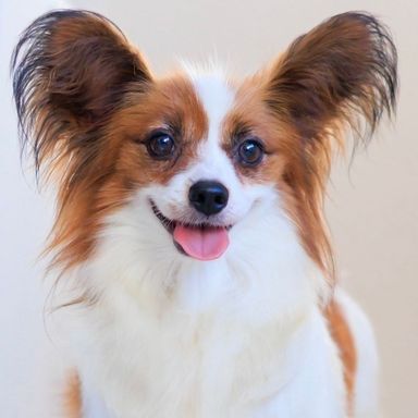 ロイヤルちゃん