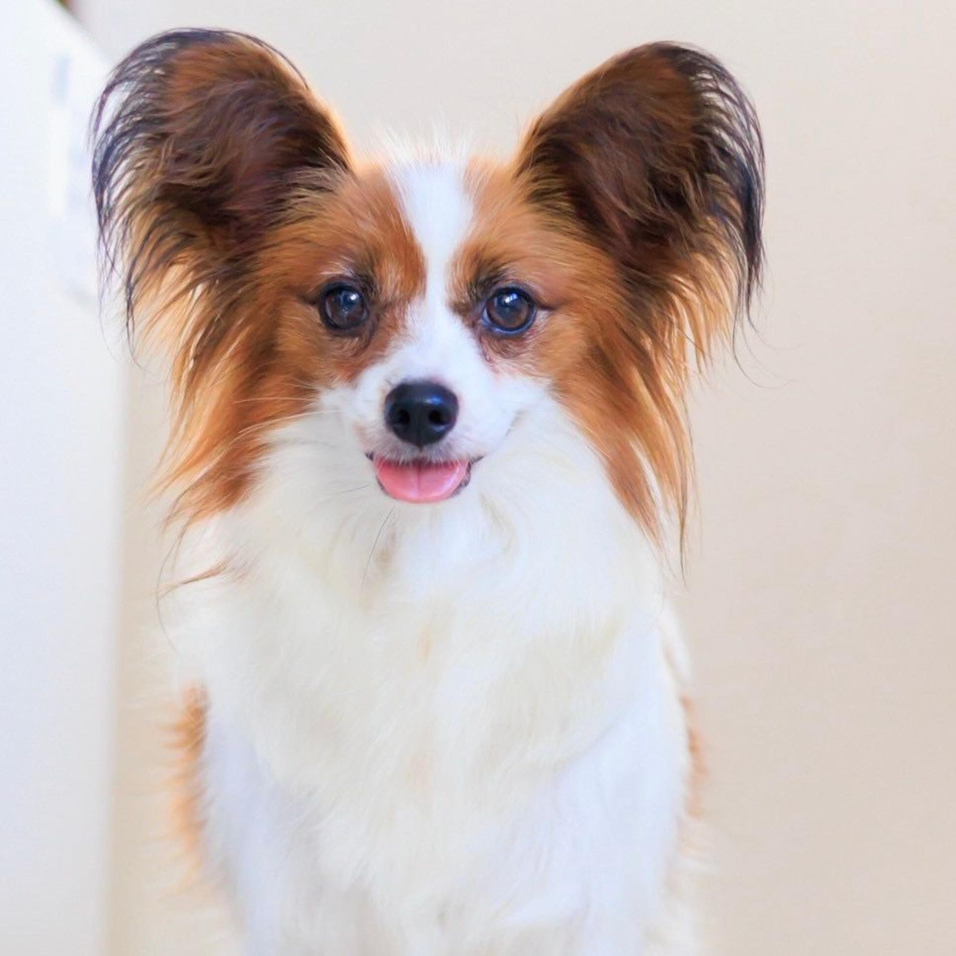 pet-image-4