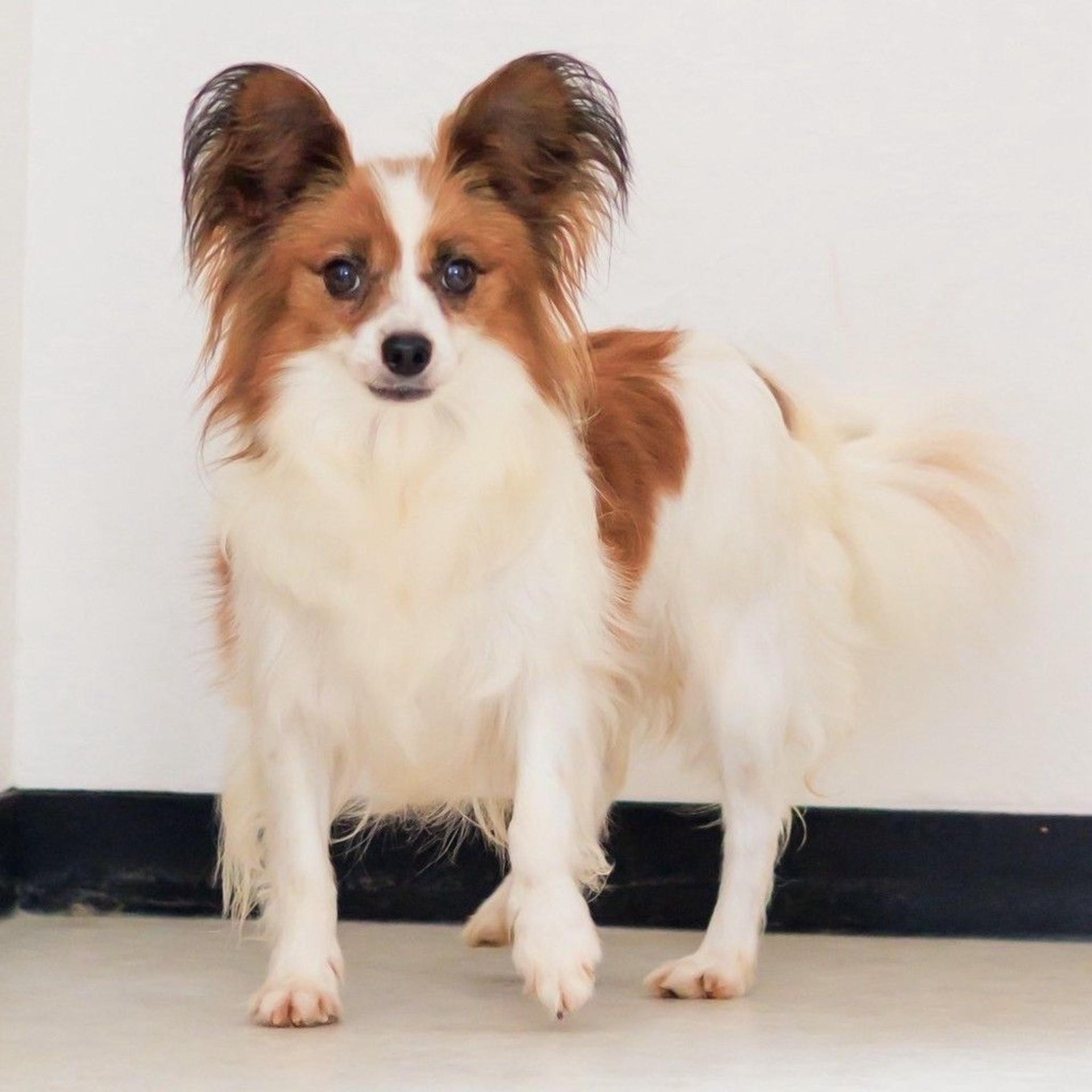 pet-image-6