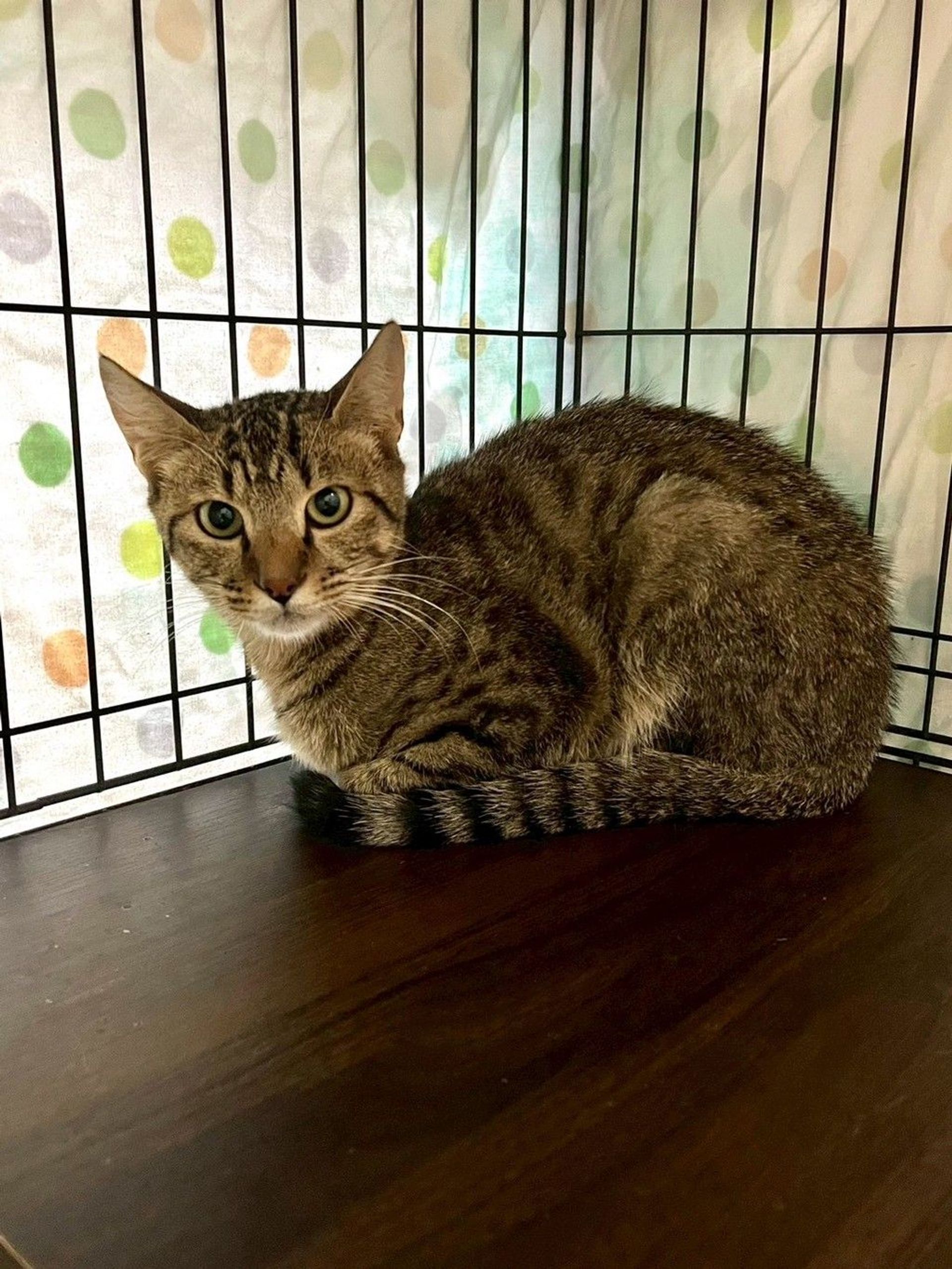 雑種（ミックス猫）・オスの里親募集の写真