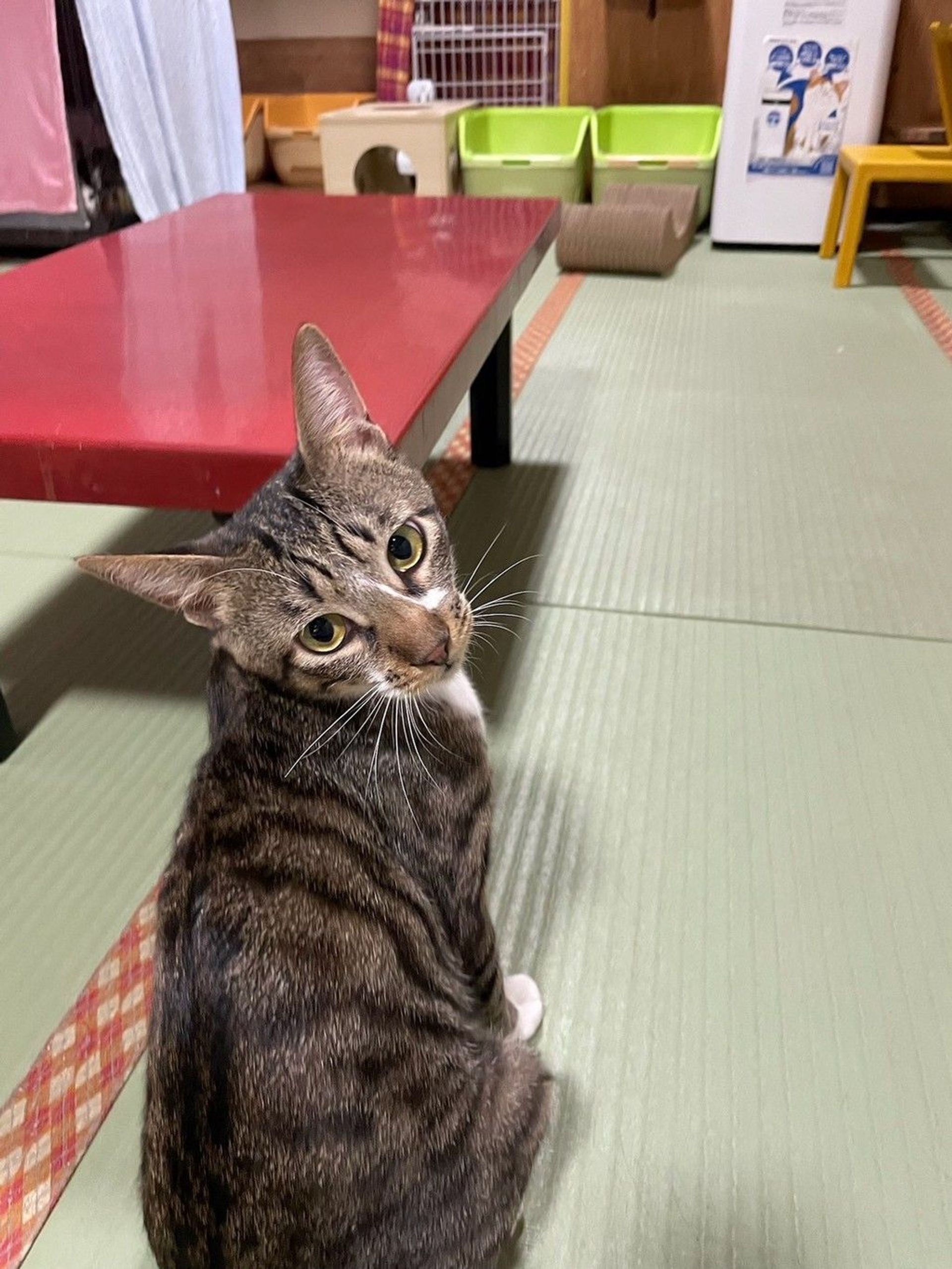 雑種（ミックス猫）・オスの里親募集の写真