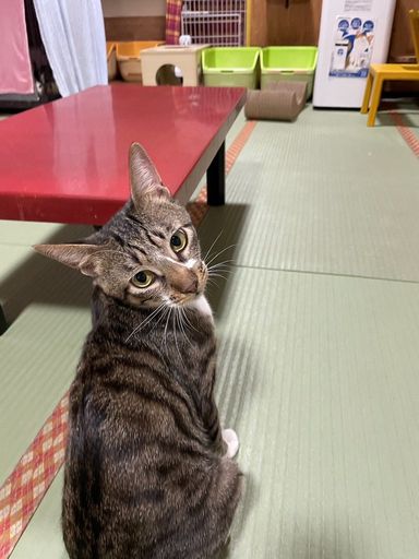 あさづけ