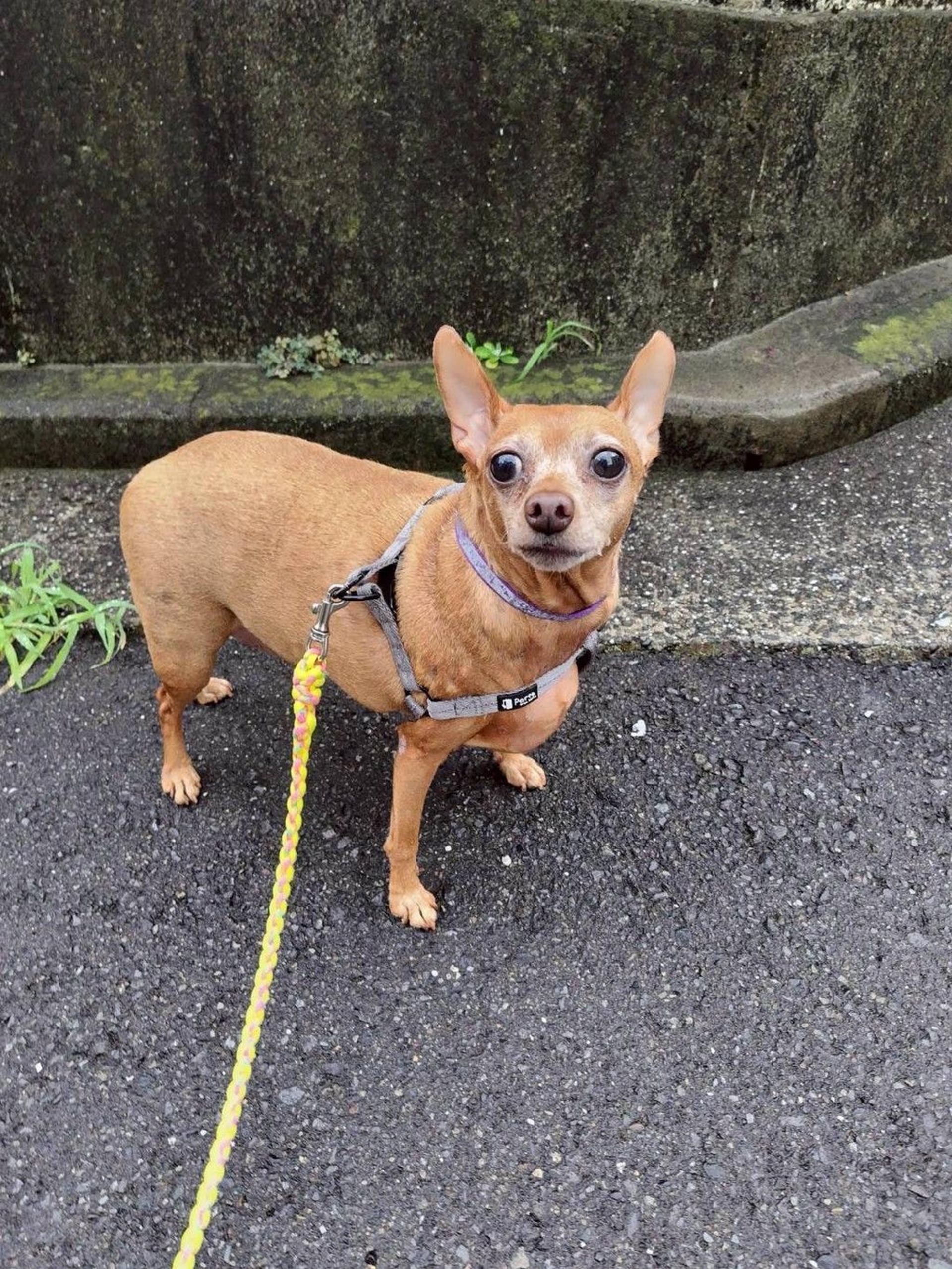 pet-image-3
