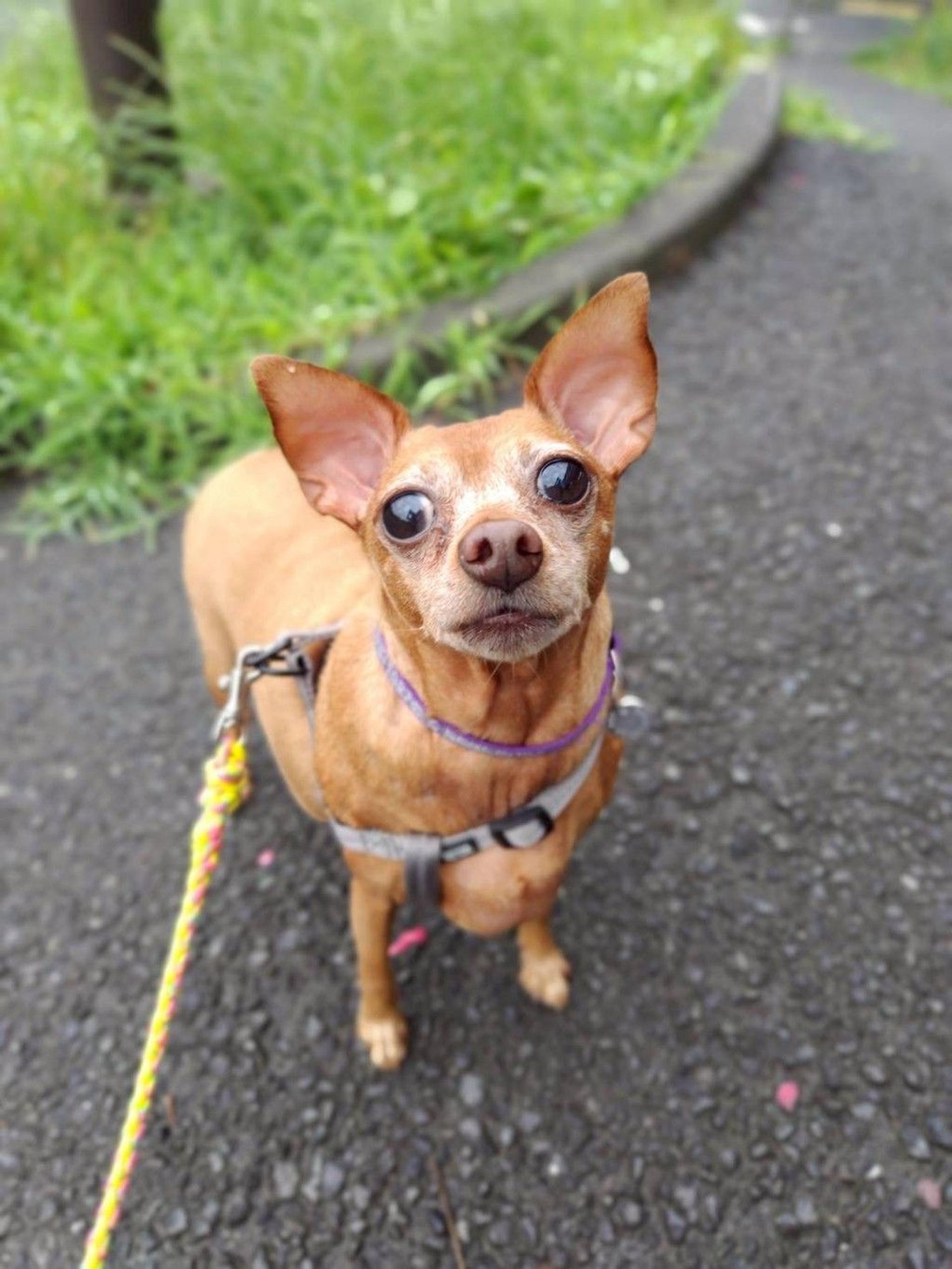 pet-image-2