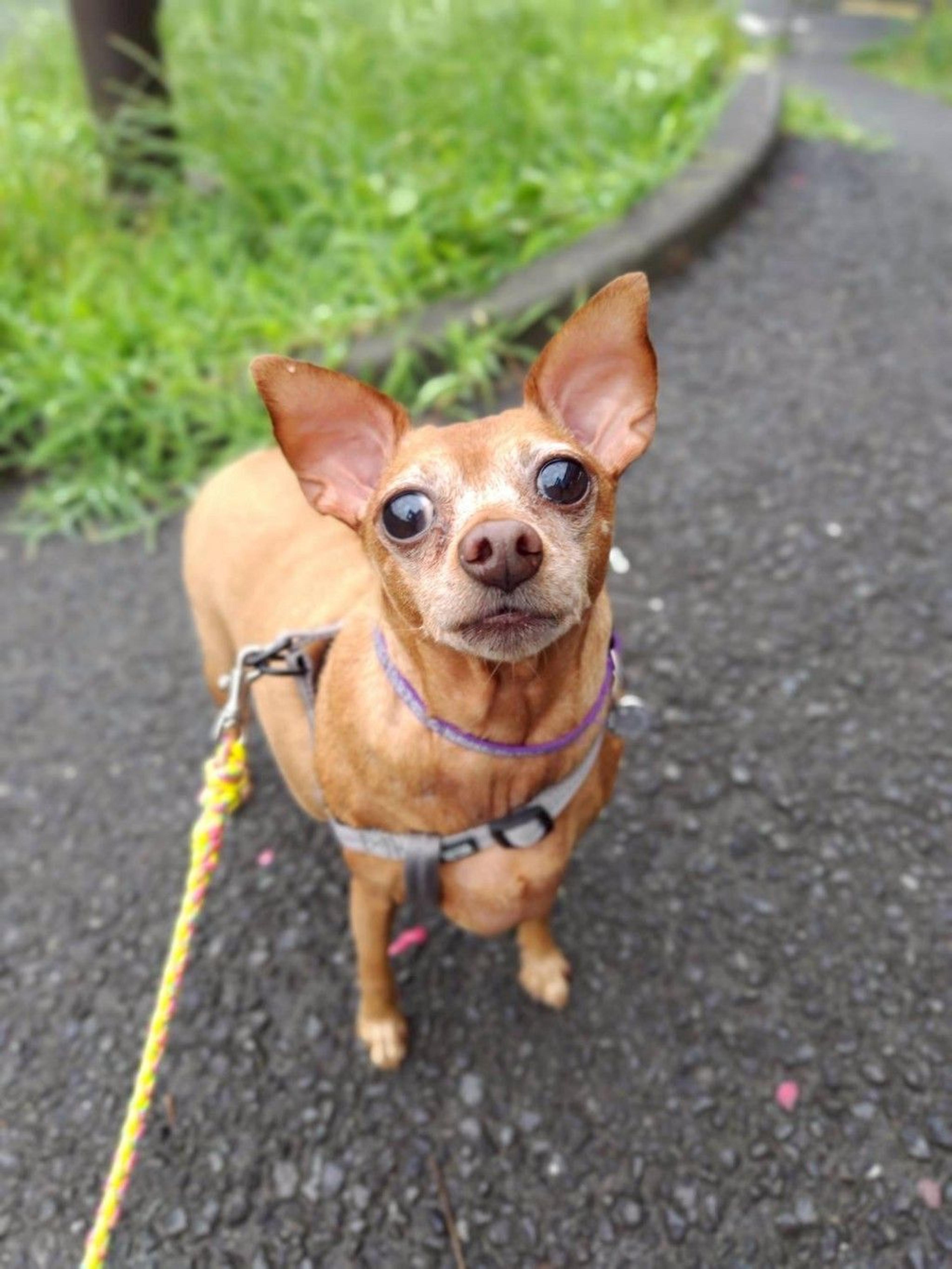 pet-image-2