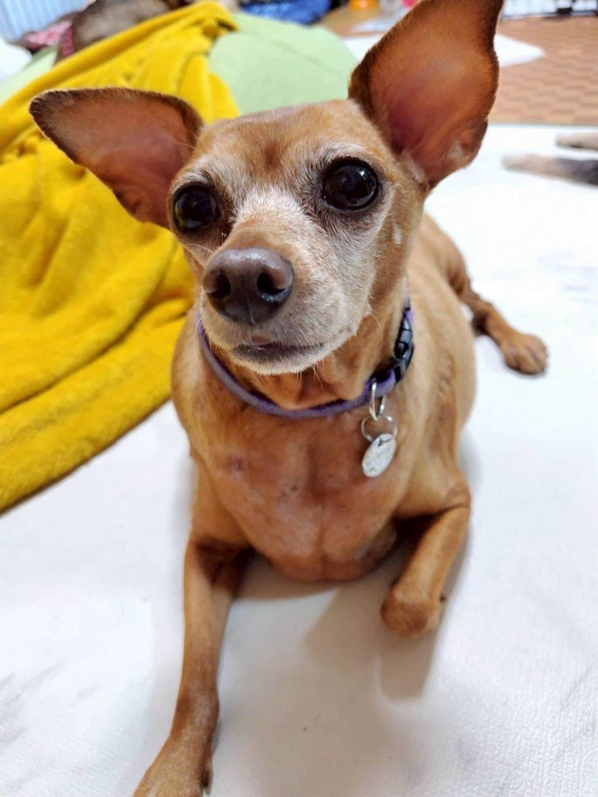 pet-image-4