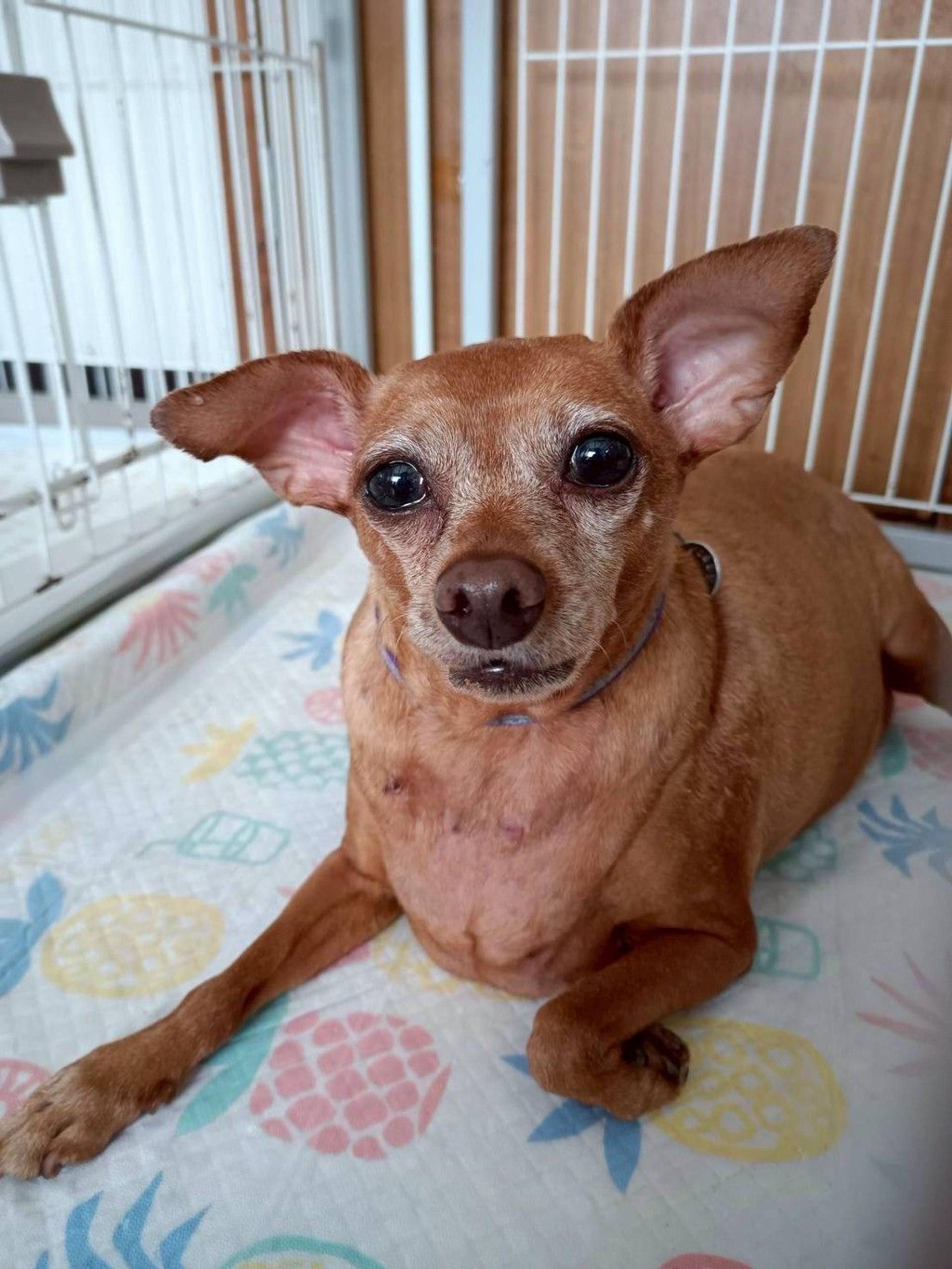 pet-image-5