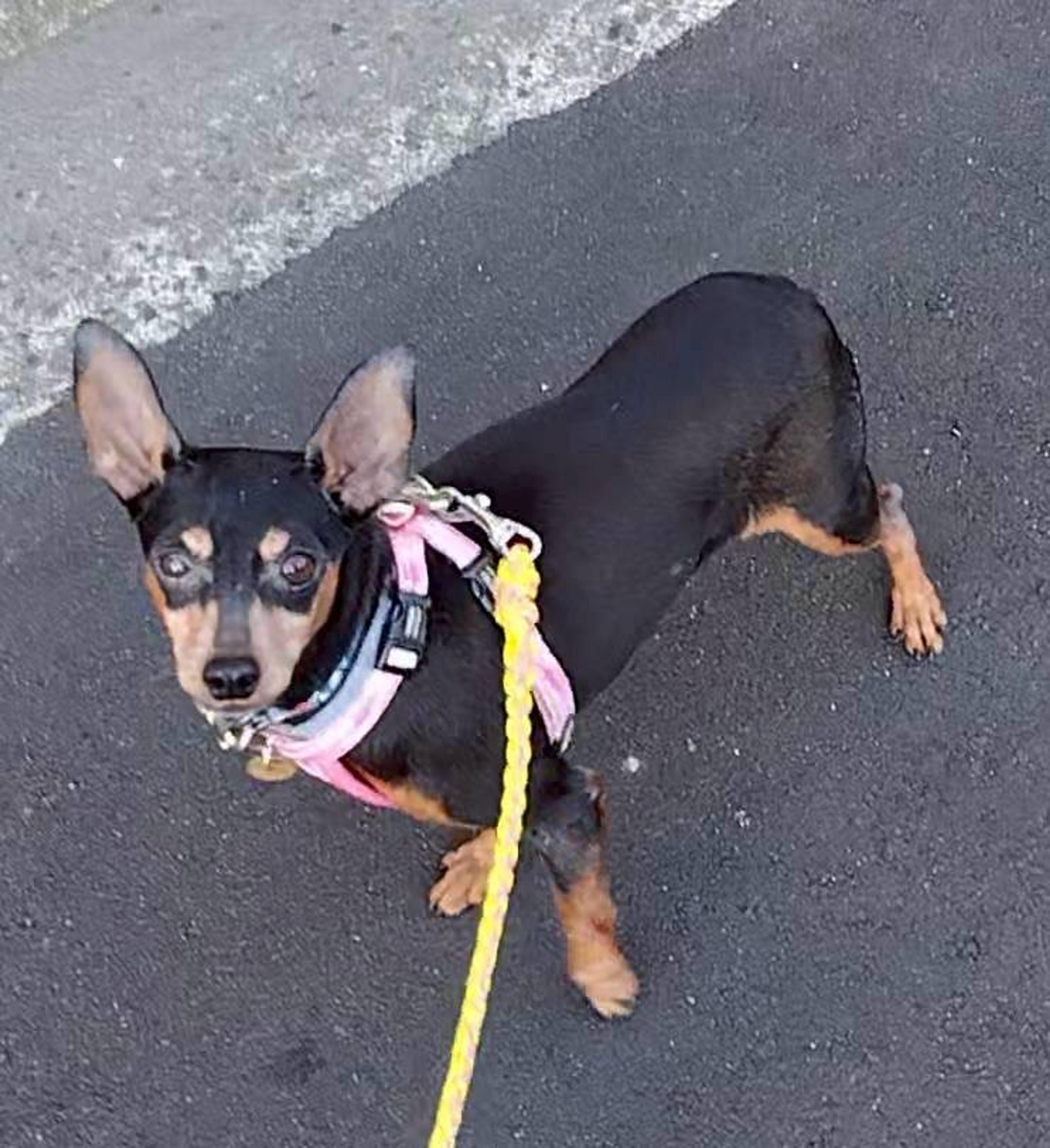 pet-image-4