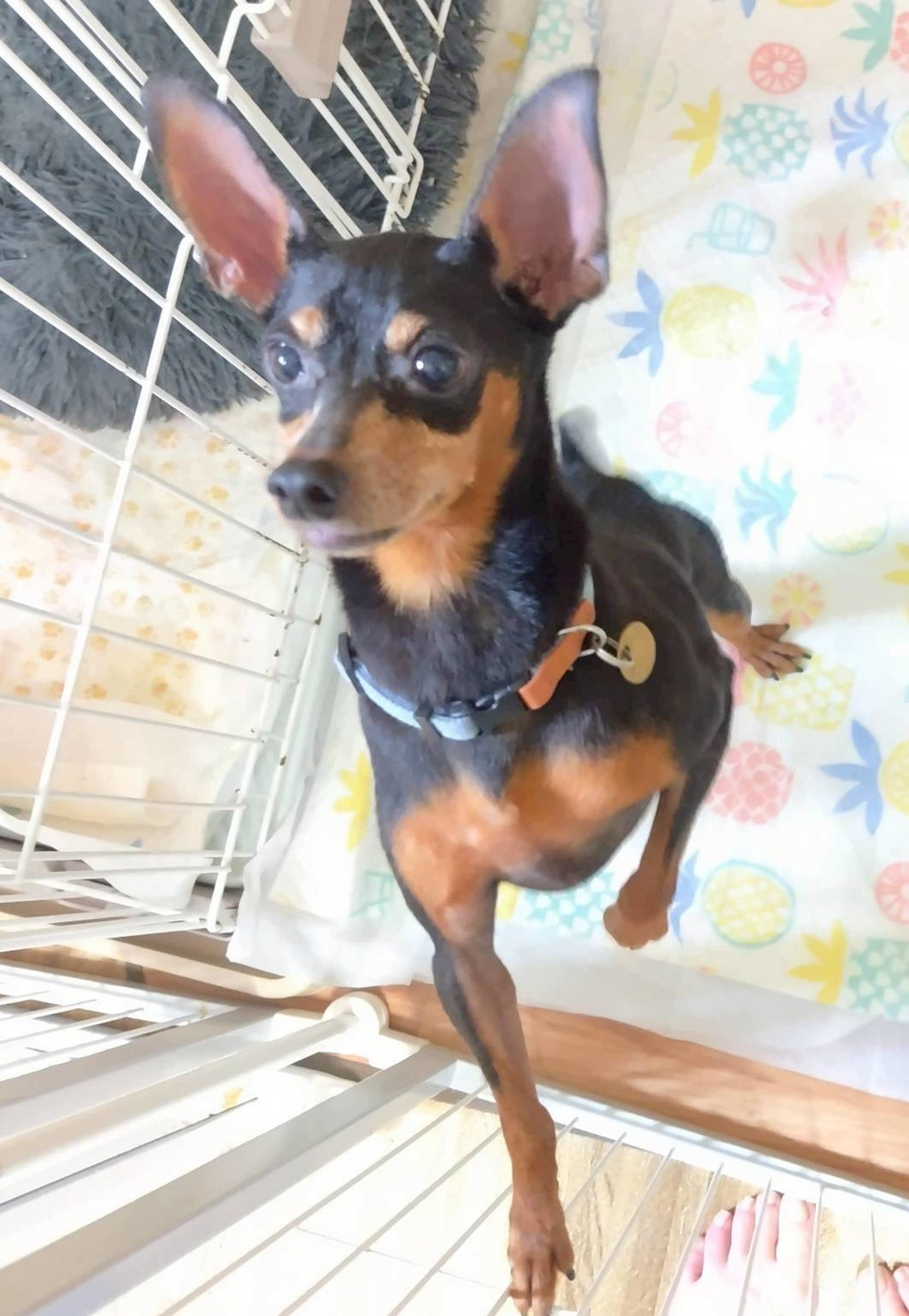 pet-image-5