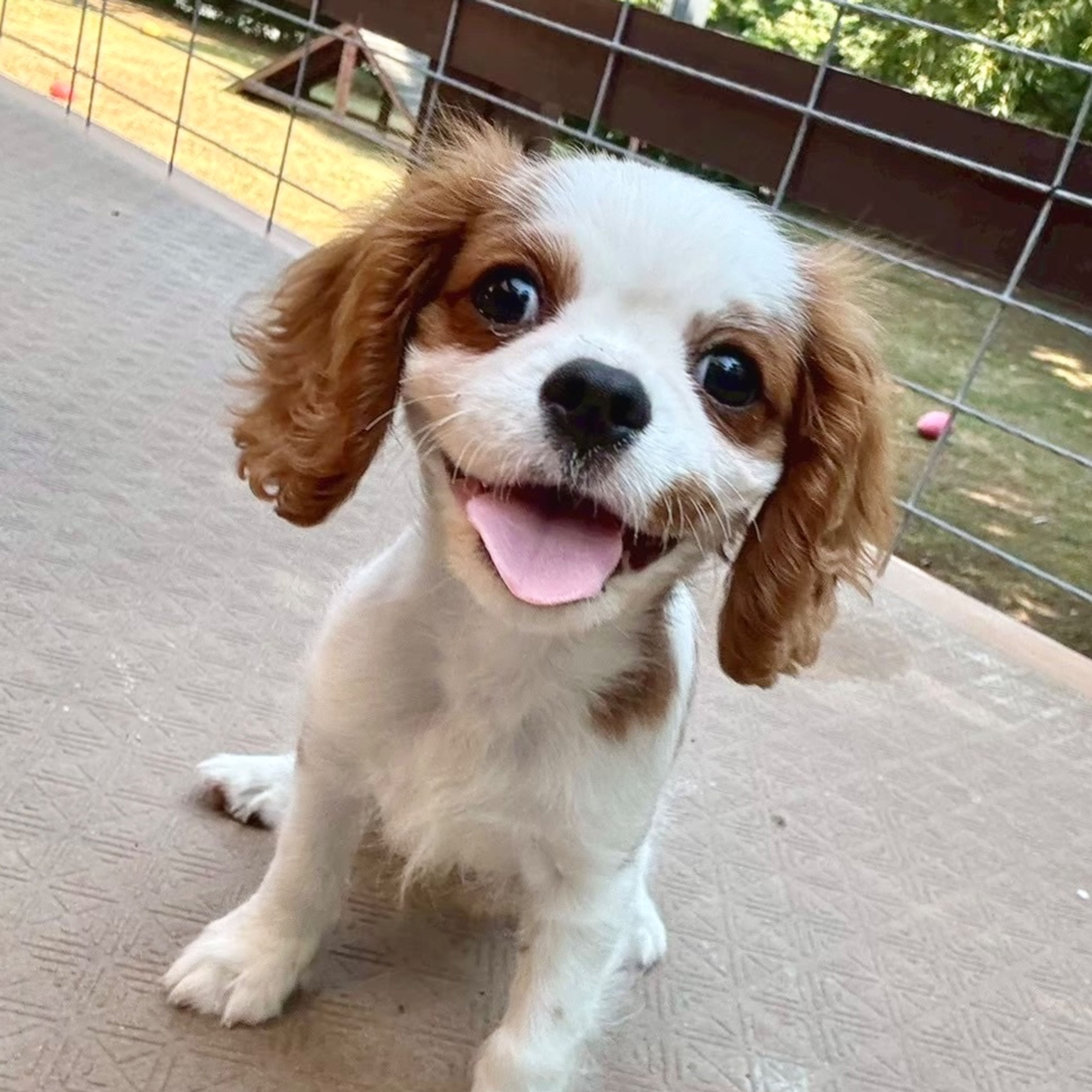 キャバリア・キング・チャールズ・スパニエル・オスの里親募集の写真