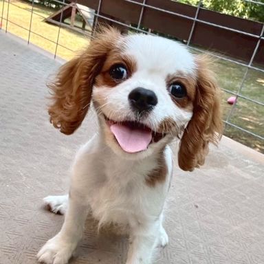 キャバリア・キング・チャールズ・スパニエル・オスの里親募集の写真