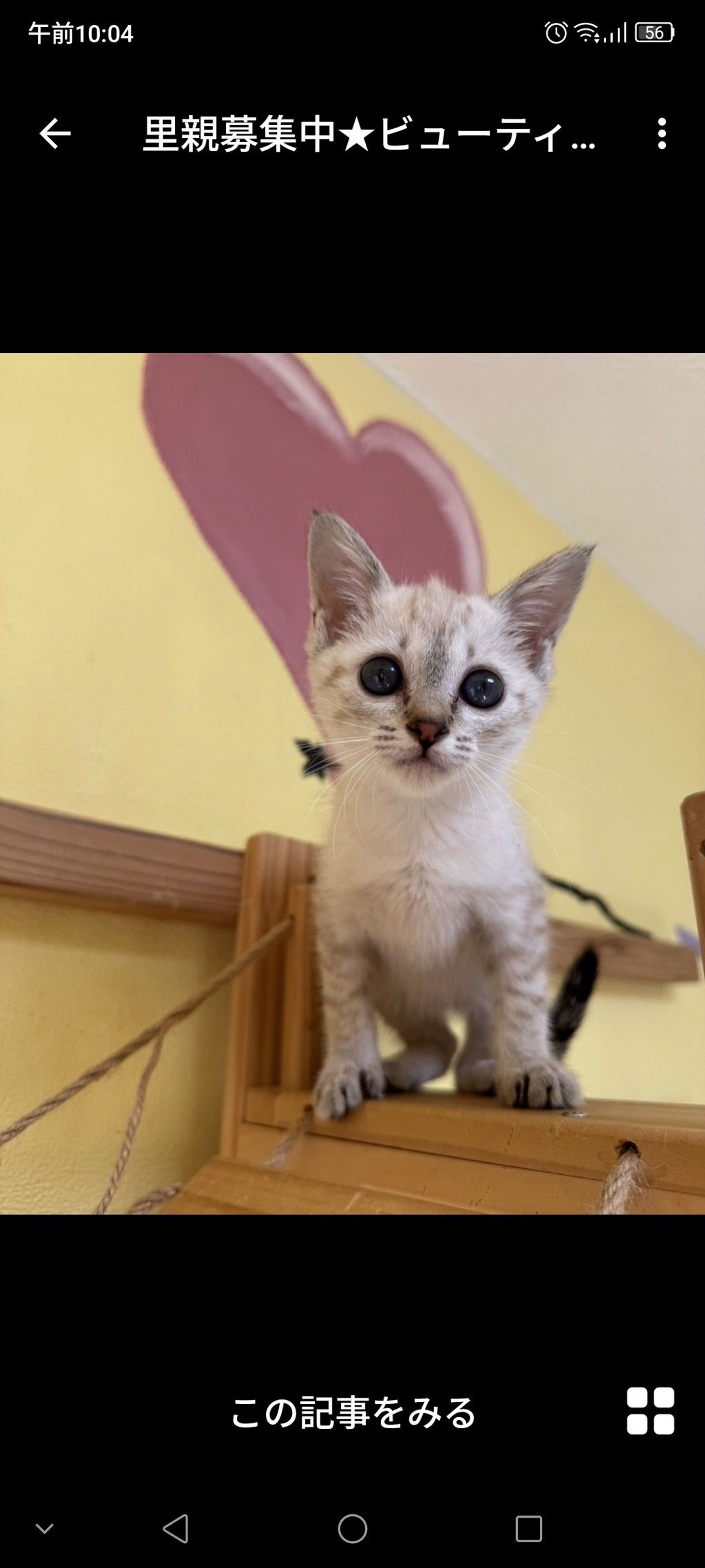 雑種（ミックス猫）・メスの里親募集の写真