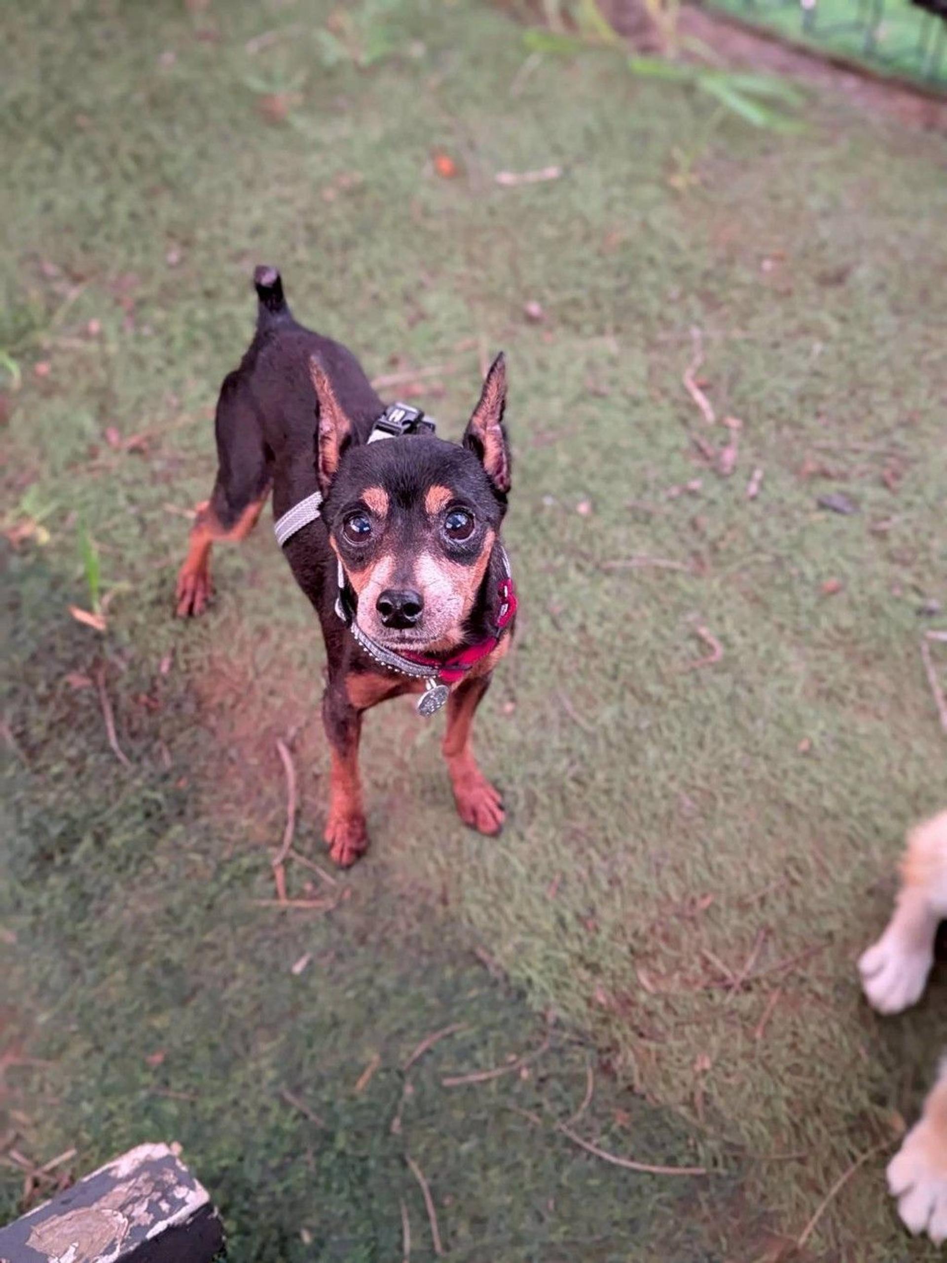 pet-image-5