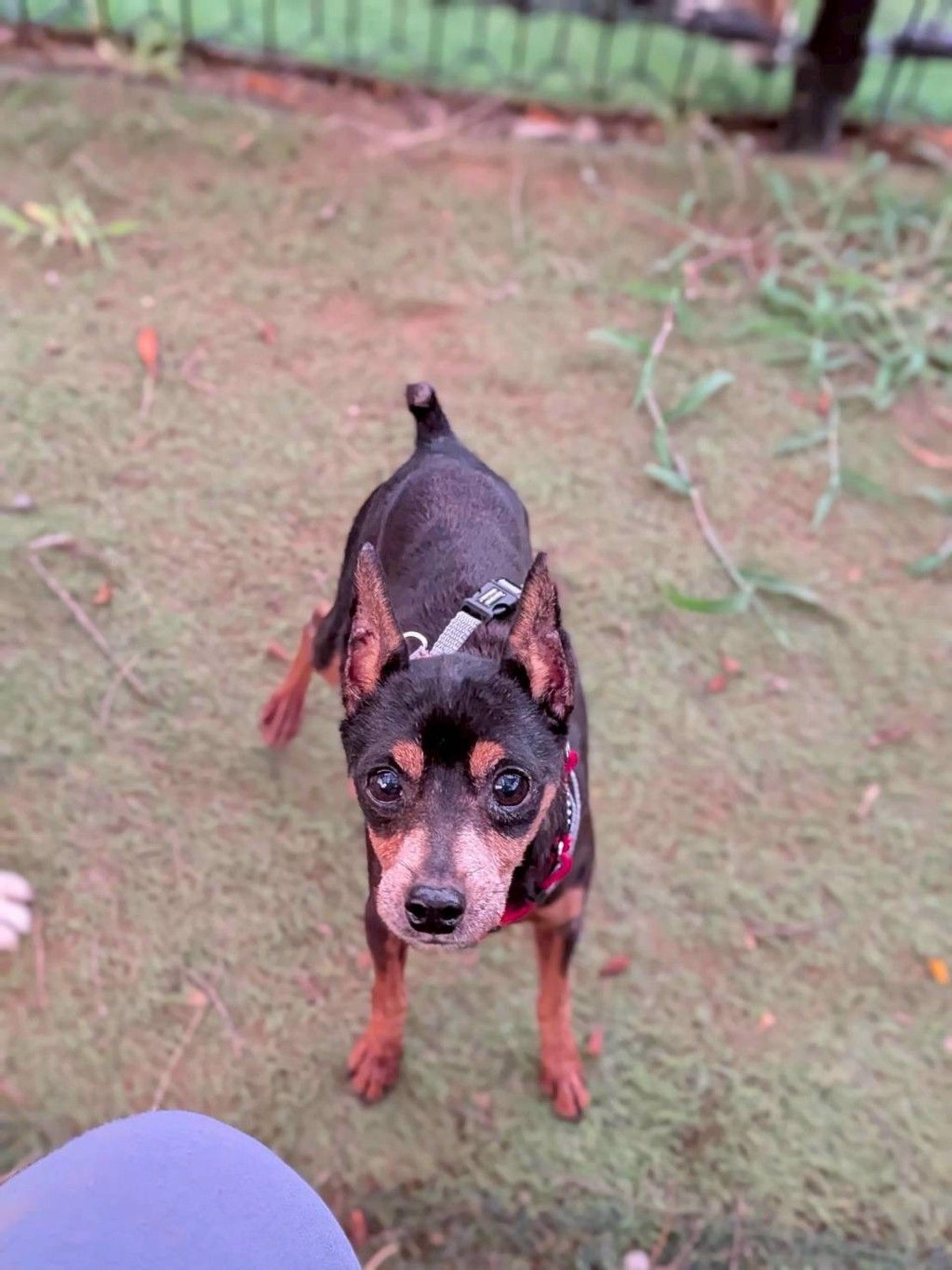 pet-image-6