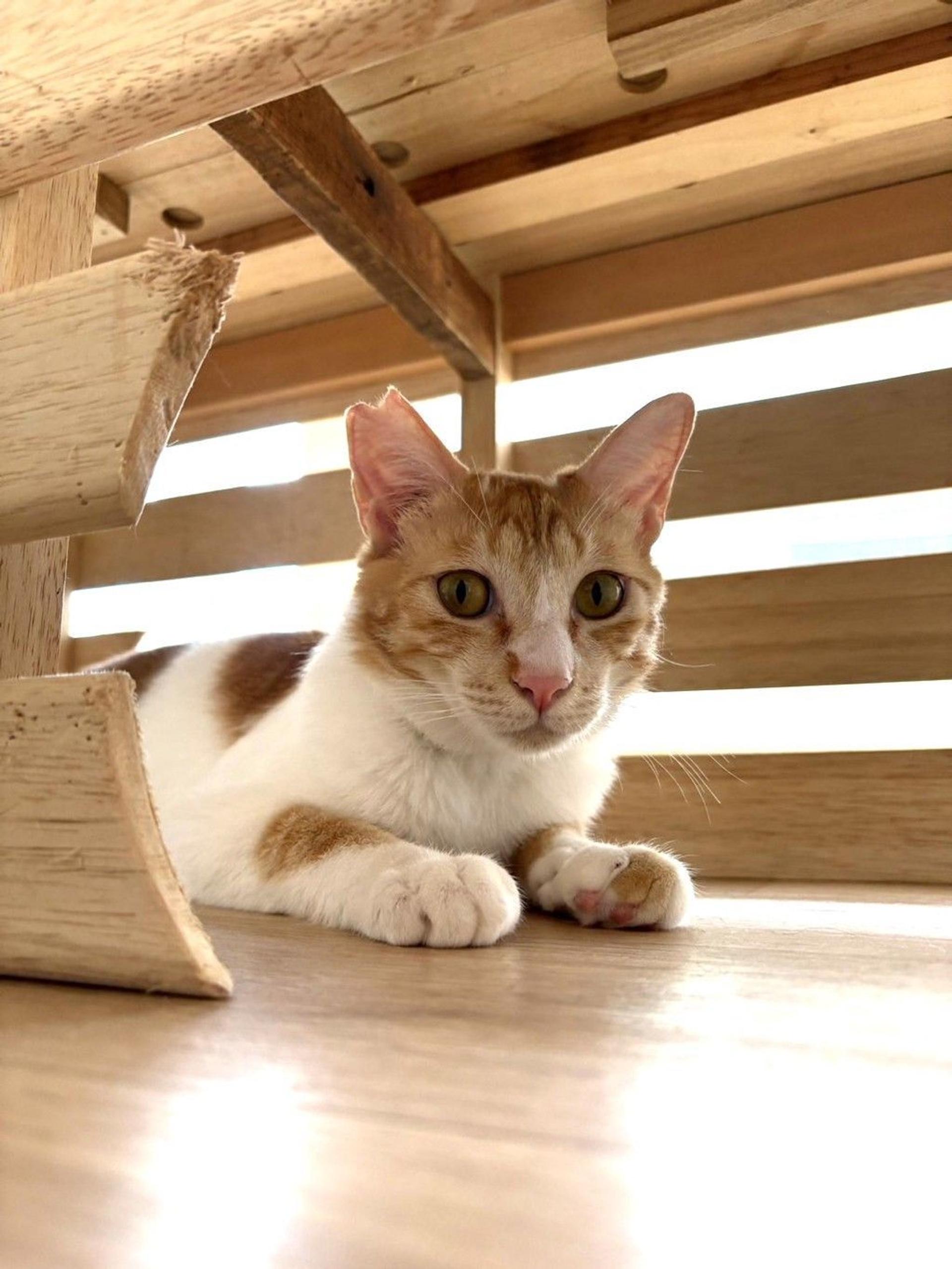 pet-image-2