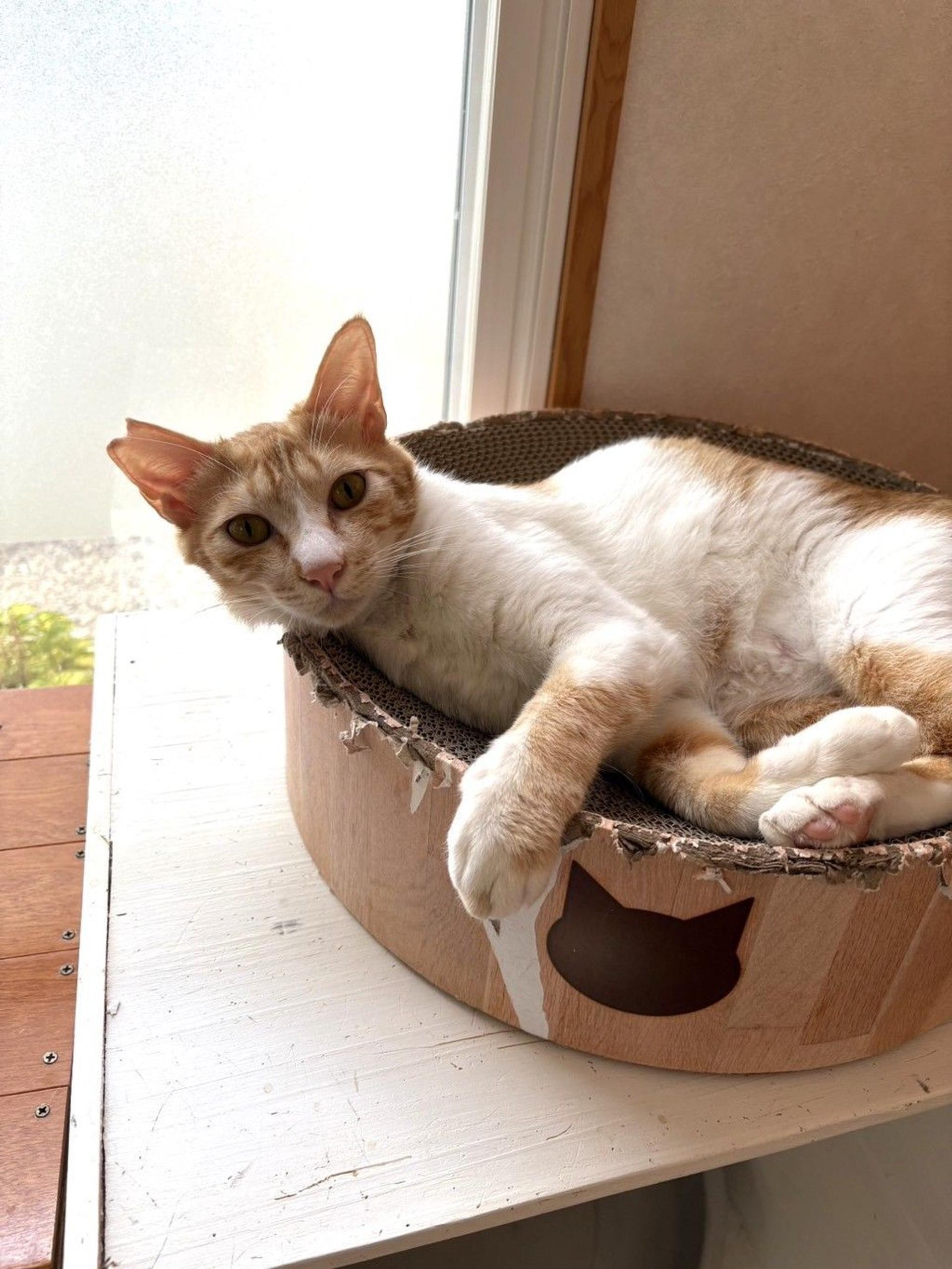 pet-image-3