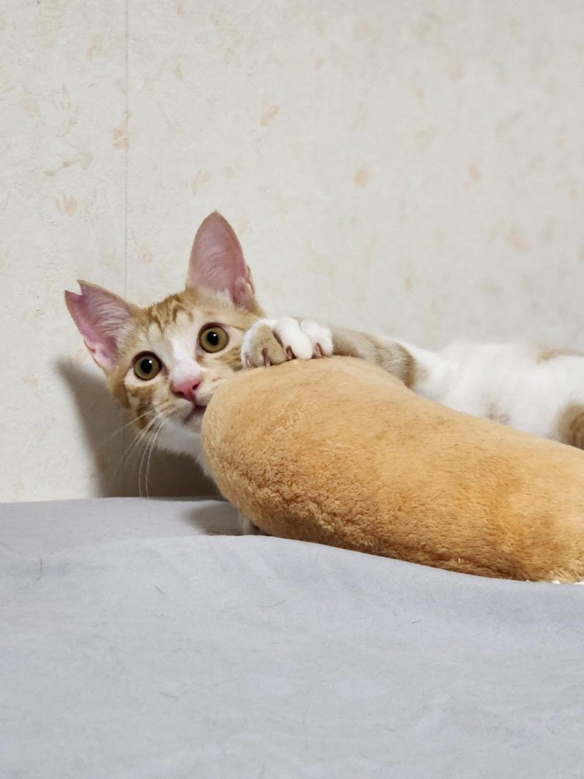 pet-image-6