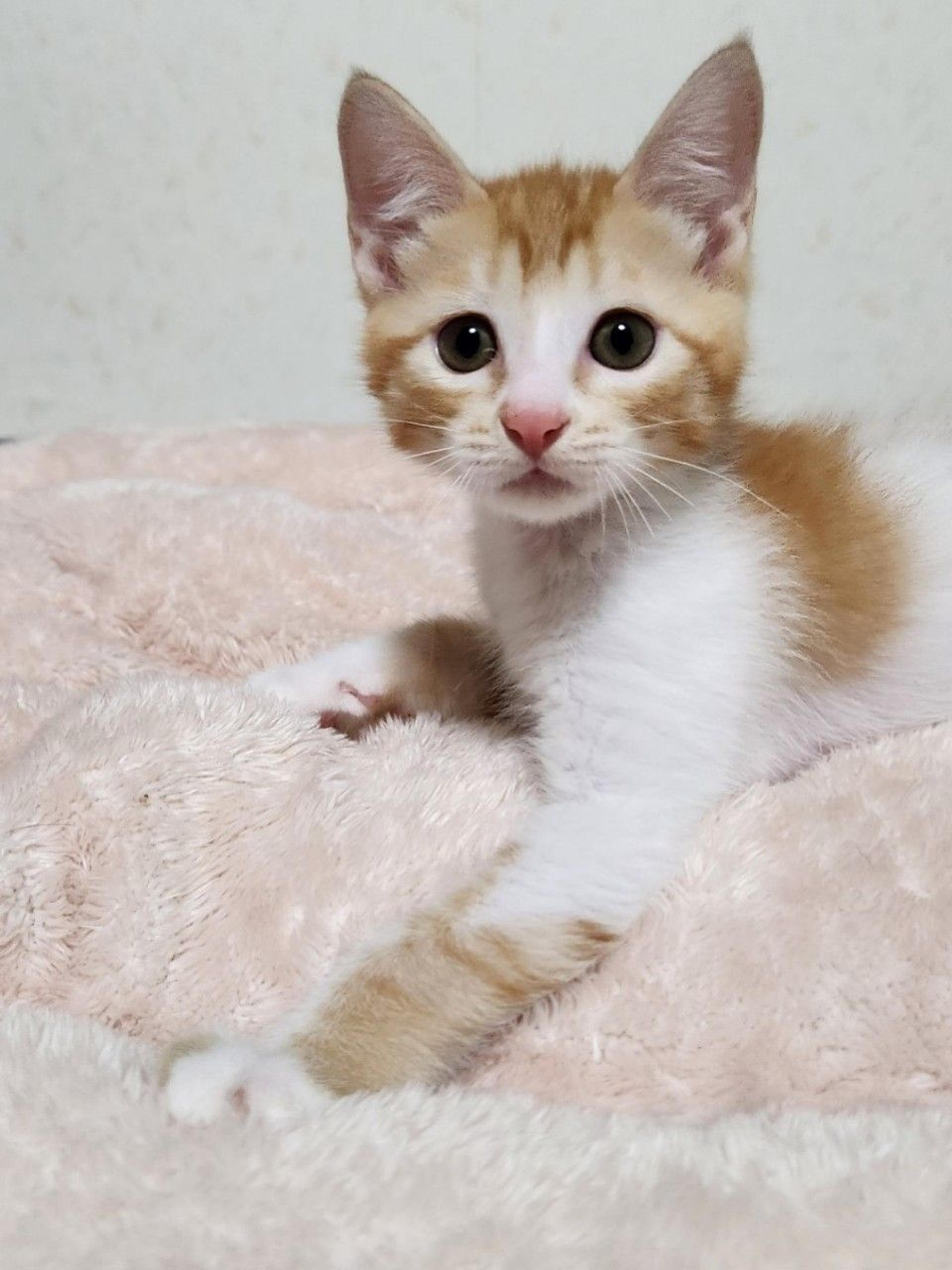 pet-image-8