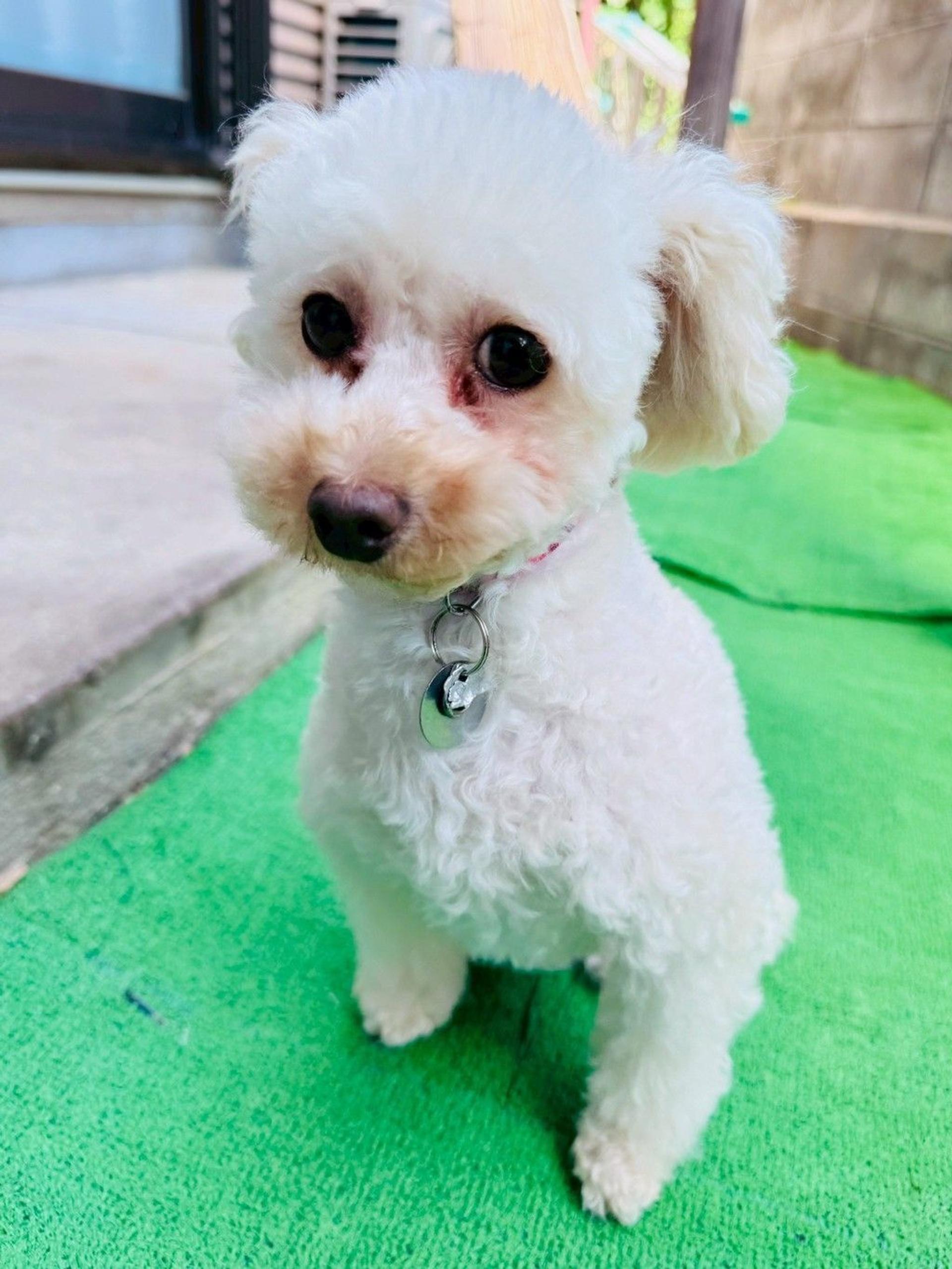pet-image-3