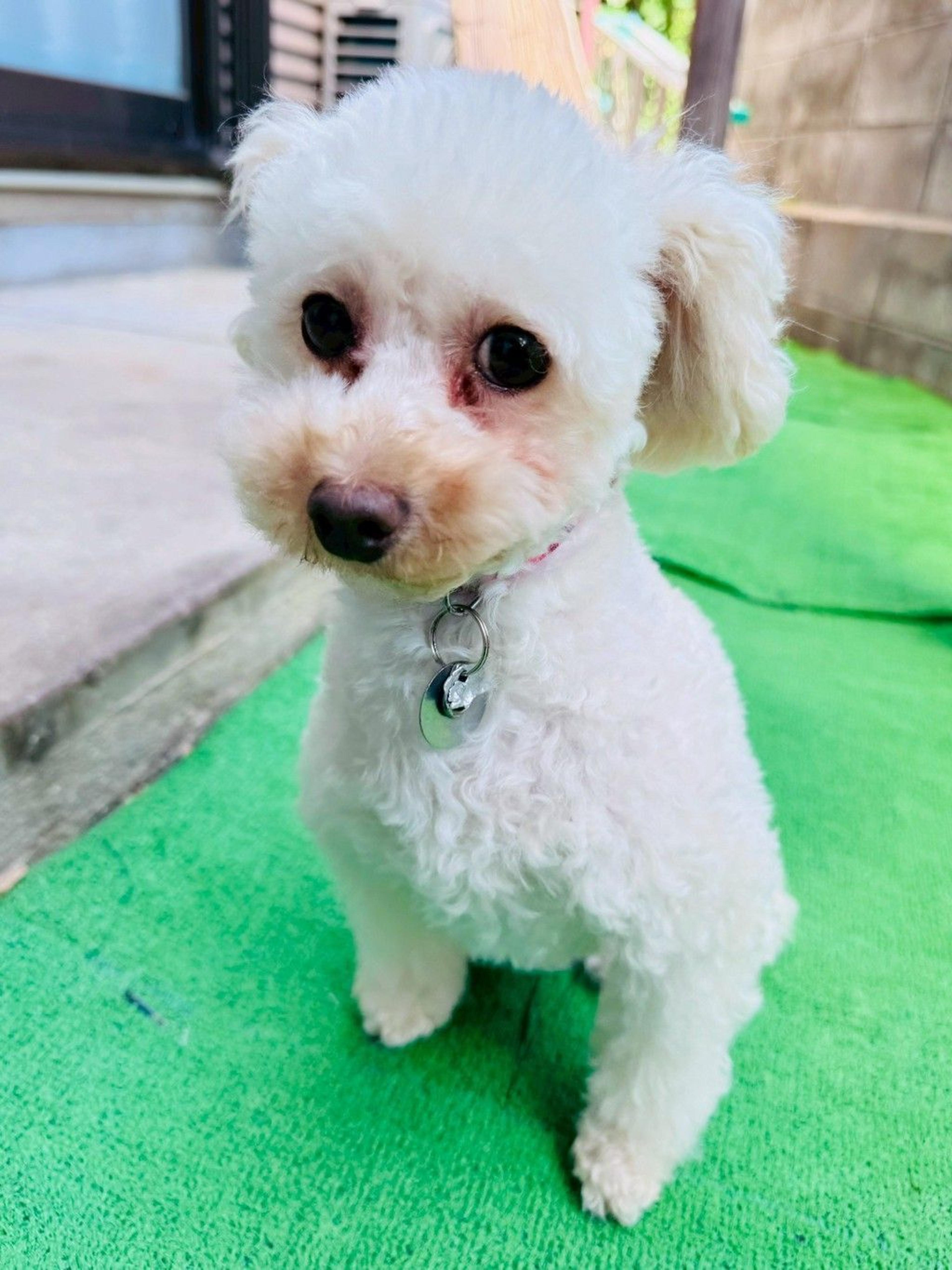 pet-image-3
