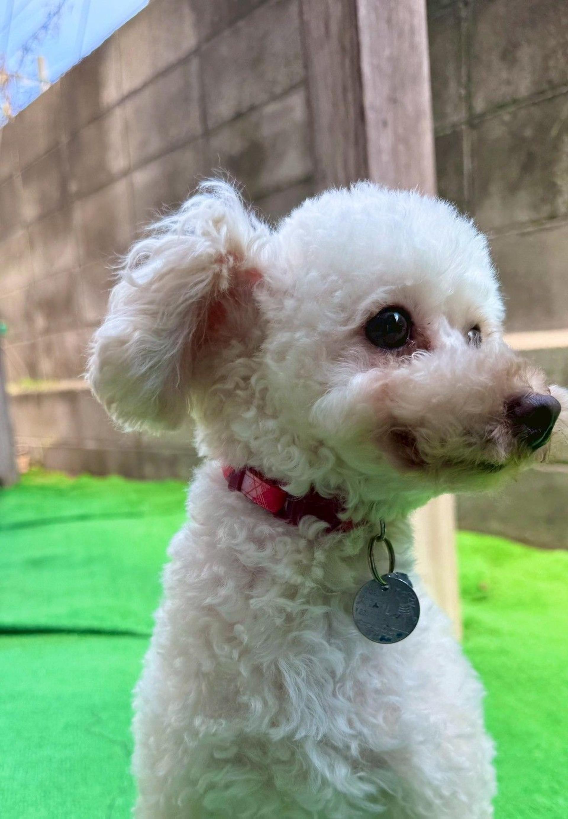 pet-image-4
