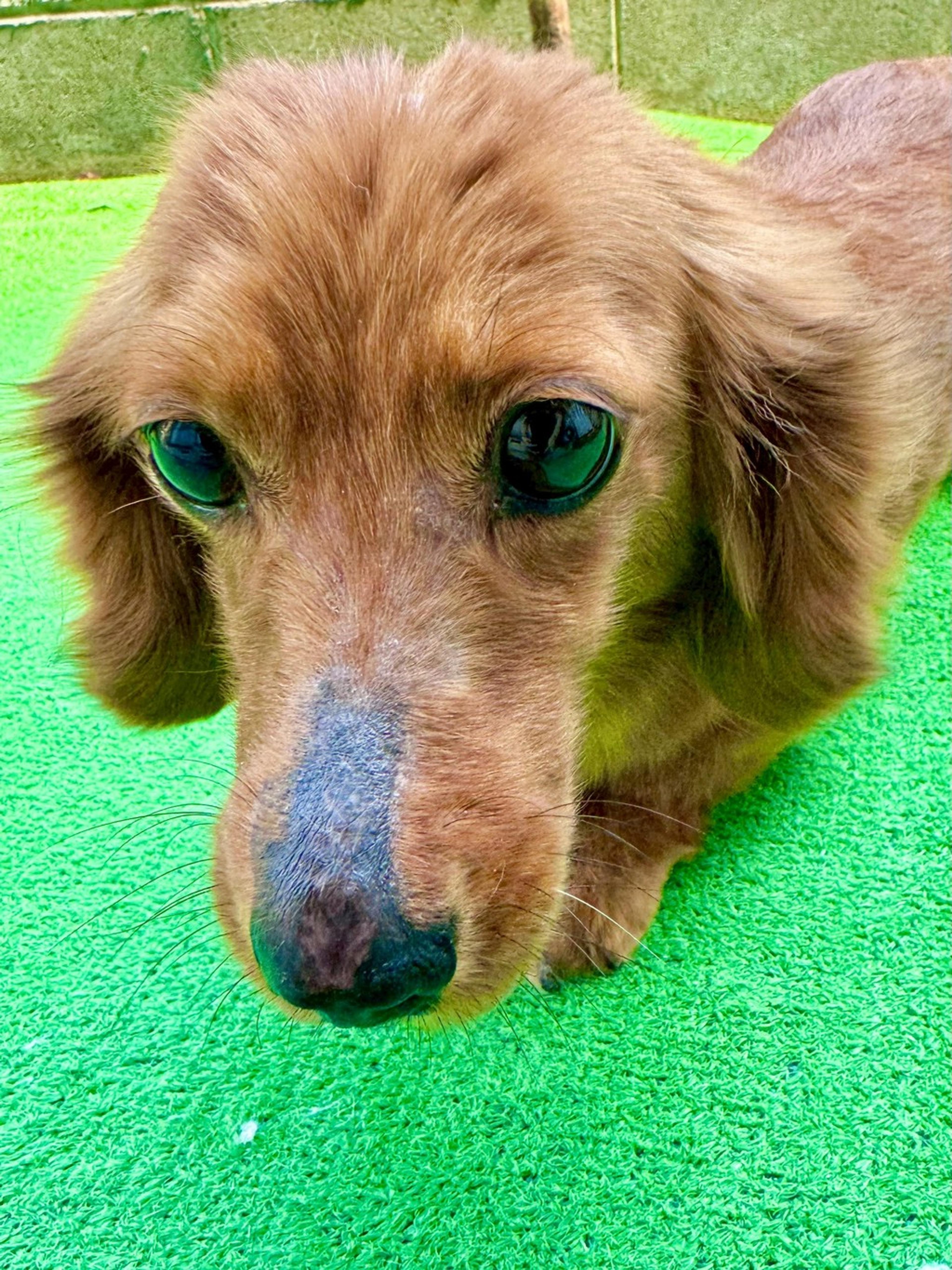 pet-image-3