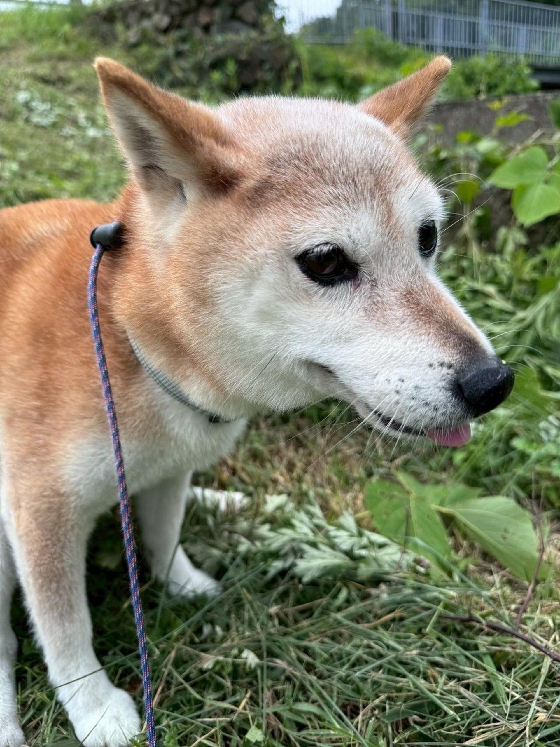 pet-image-4