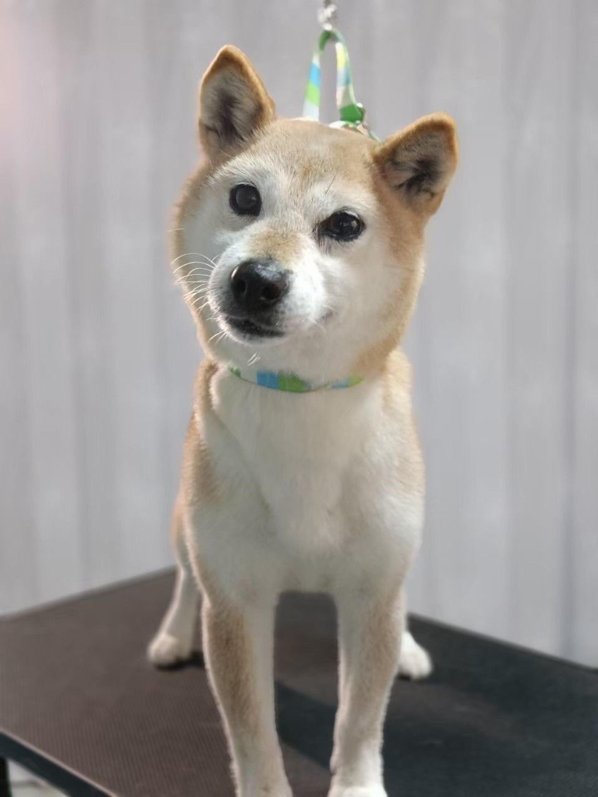 pet-image-5