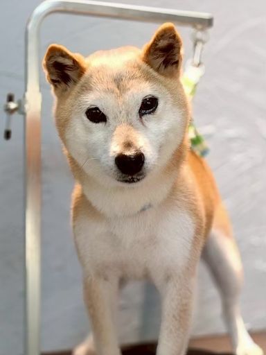 穏やかな柴犬のナナです。