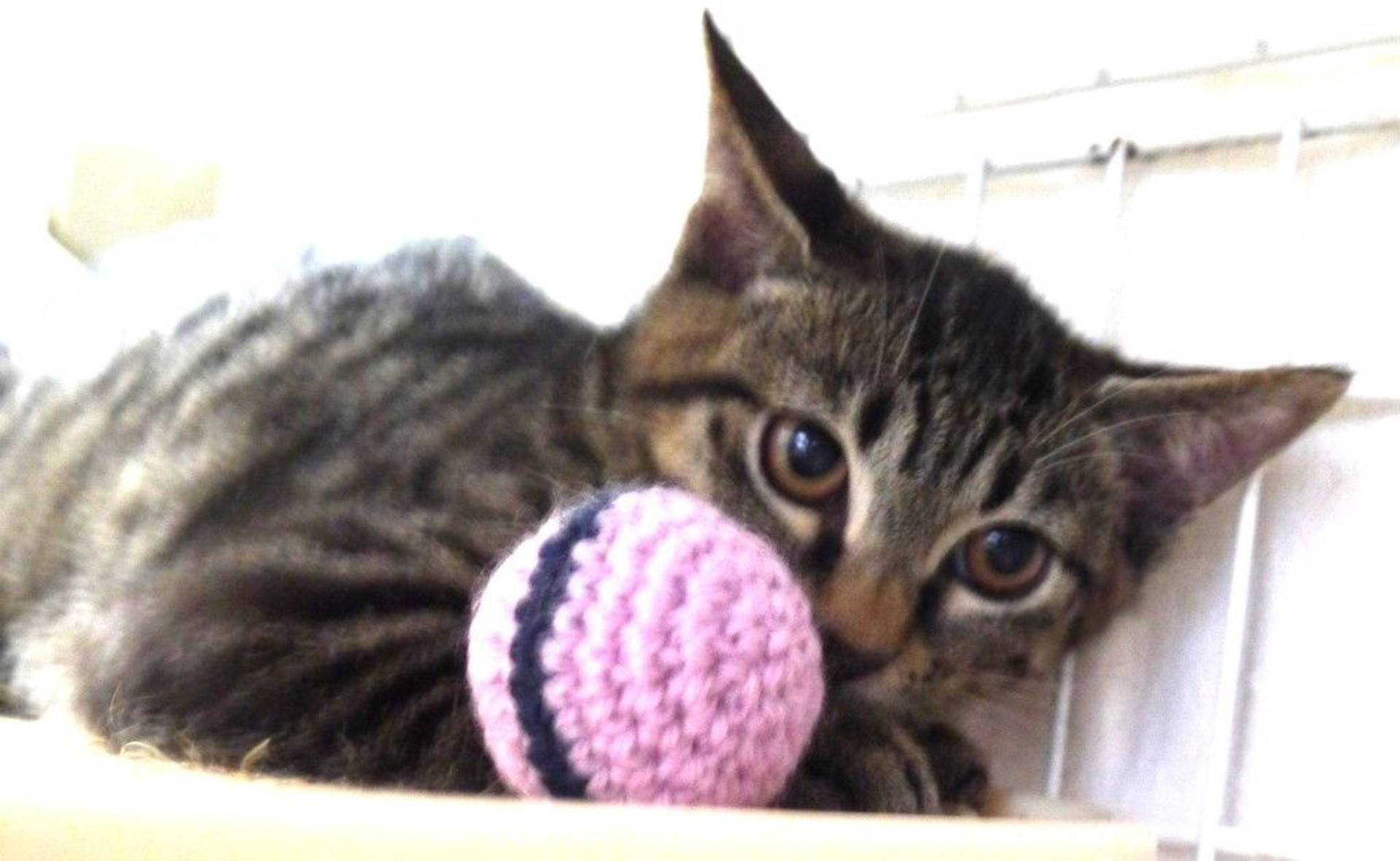 雑種（ミックス猫）・オスの里親募集の写真