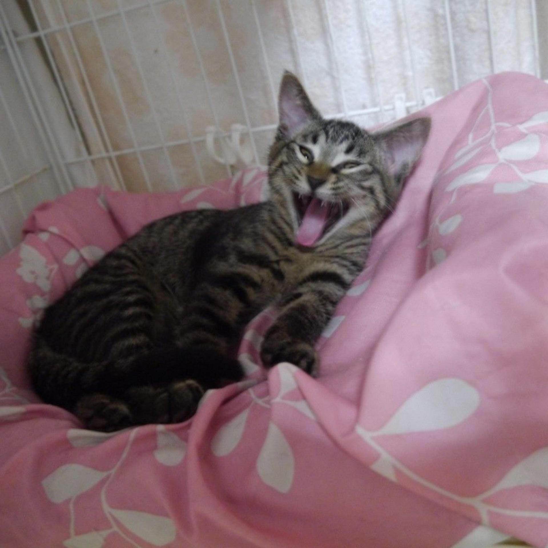 pet-image-4
