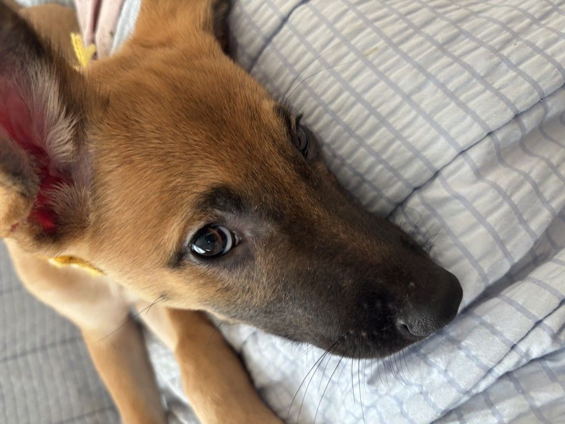 雑種（ミックス犬）・オスの里親募集の写真