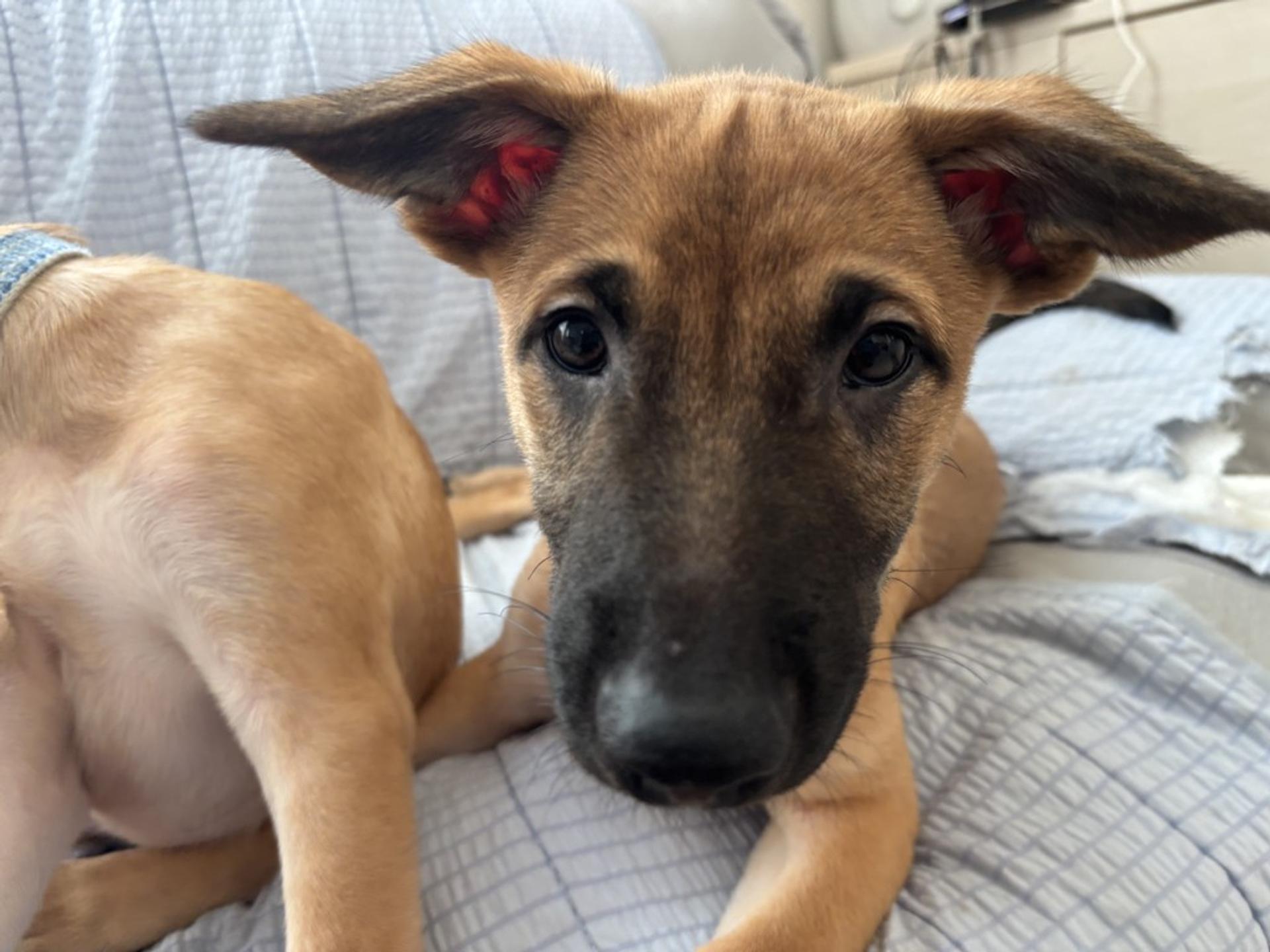 pet-image-3
