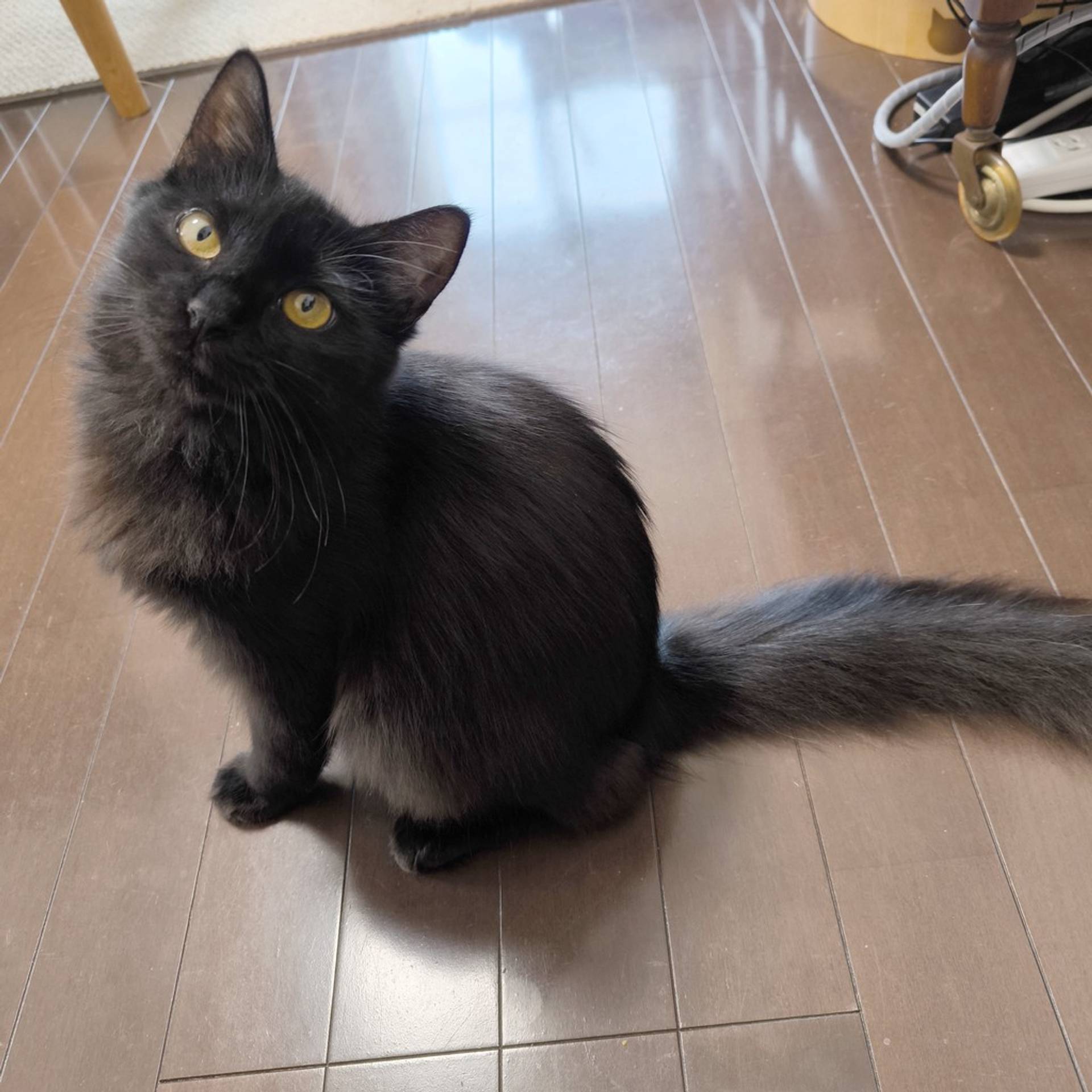 雑種（ミックス猫）・メスの里親募集の写真