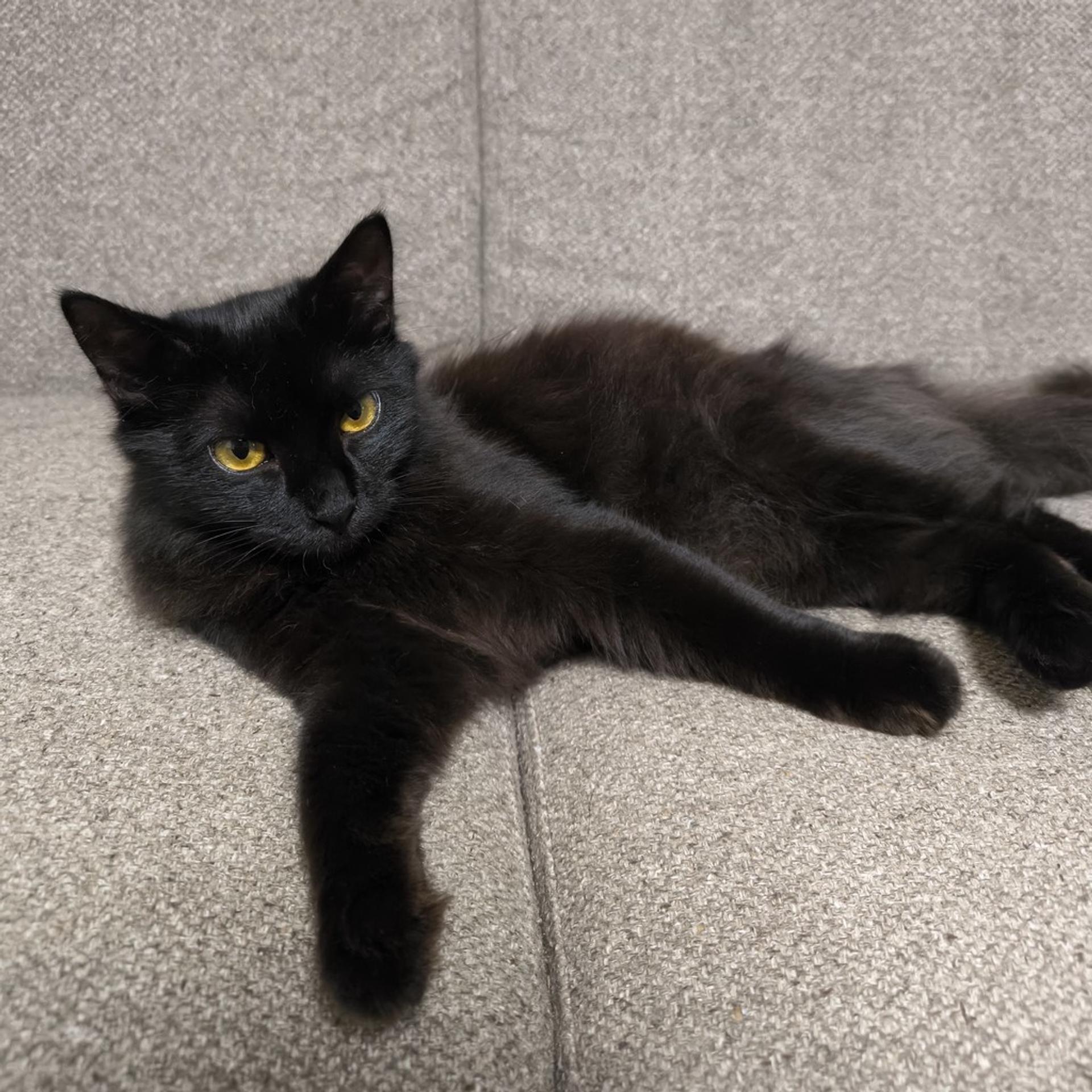 pet-image-3