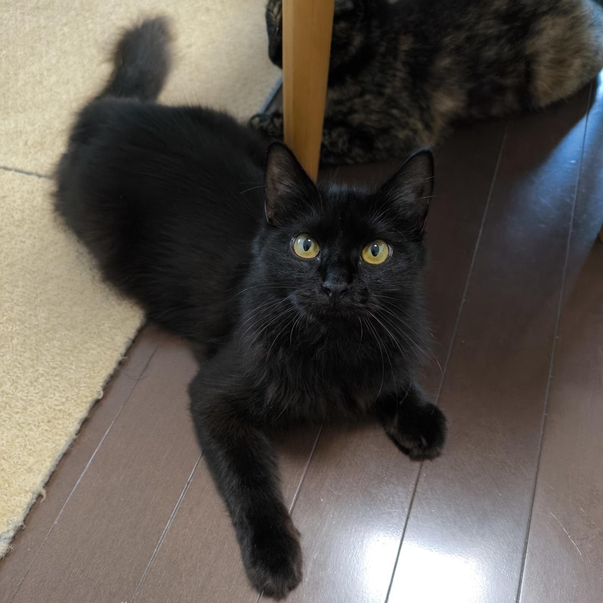 pet-image-5