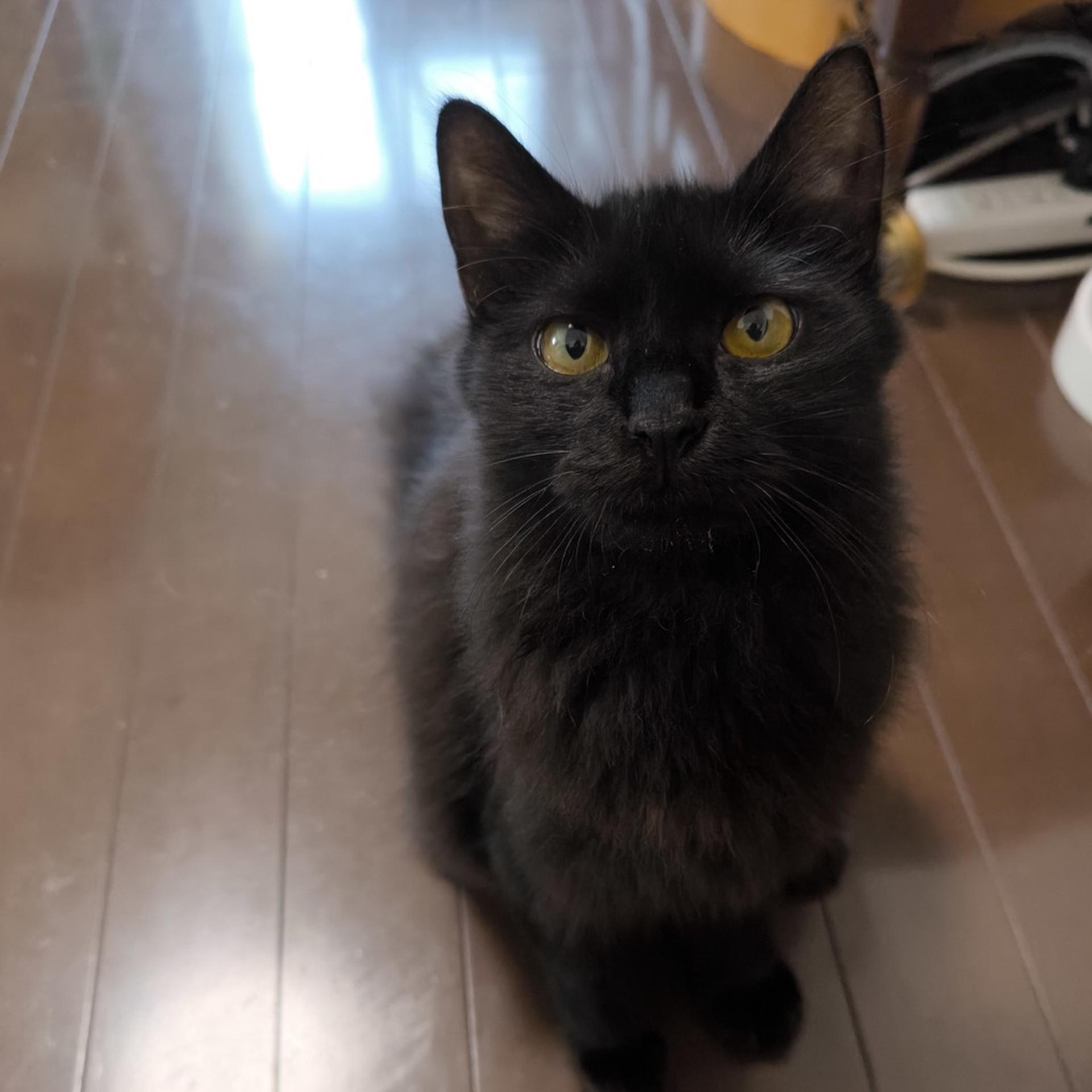 pet-image-6