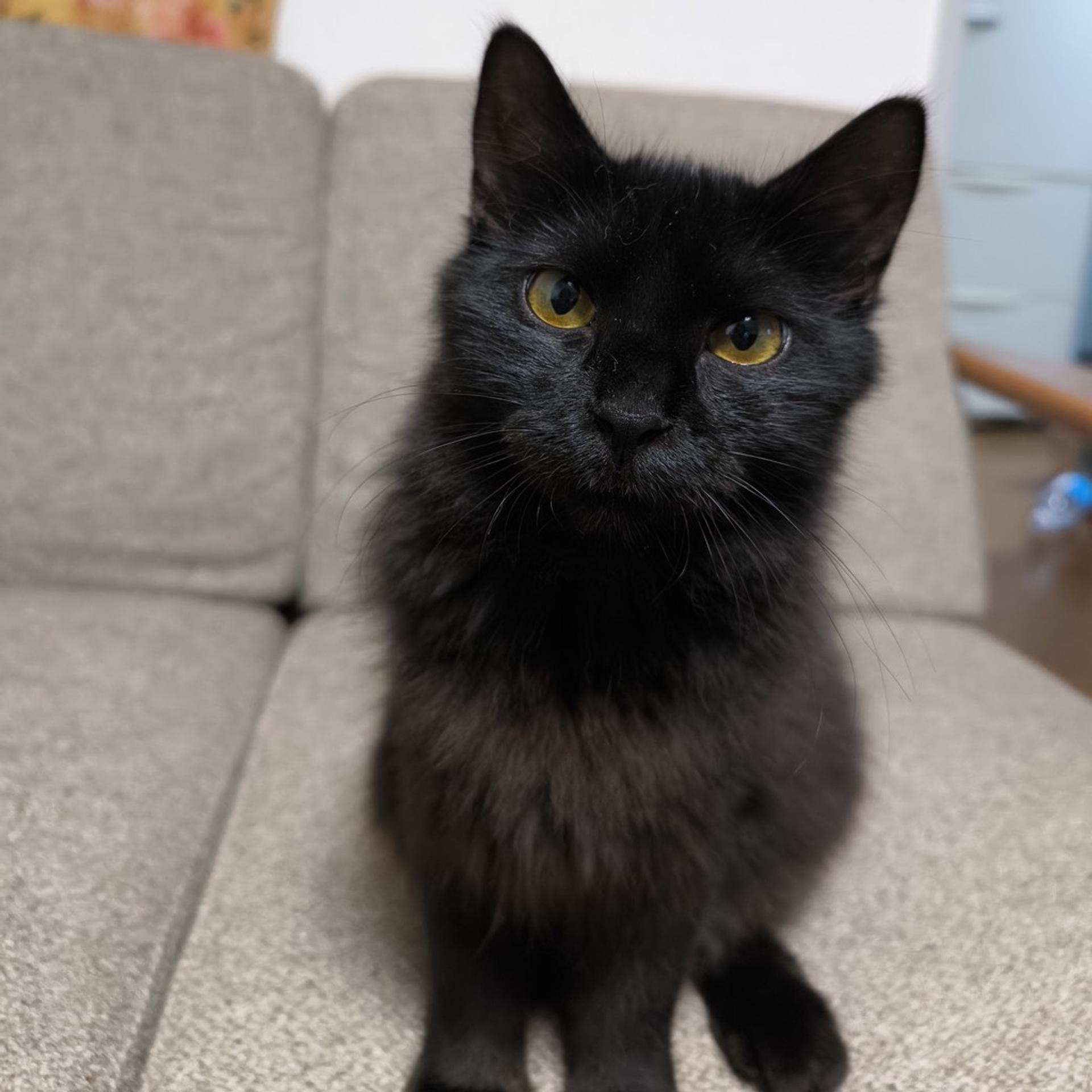 pet-image-7