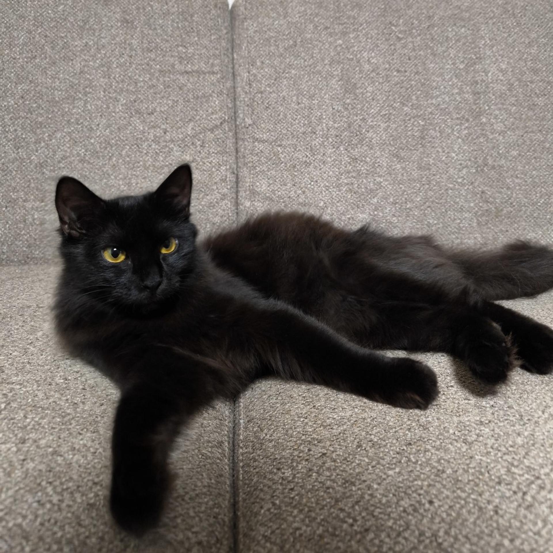 pet-image-8