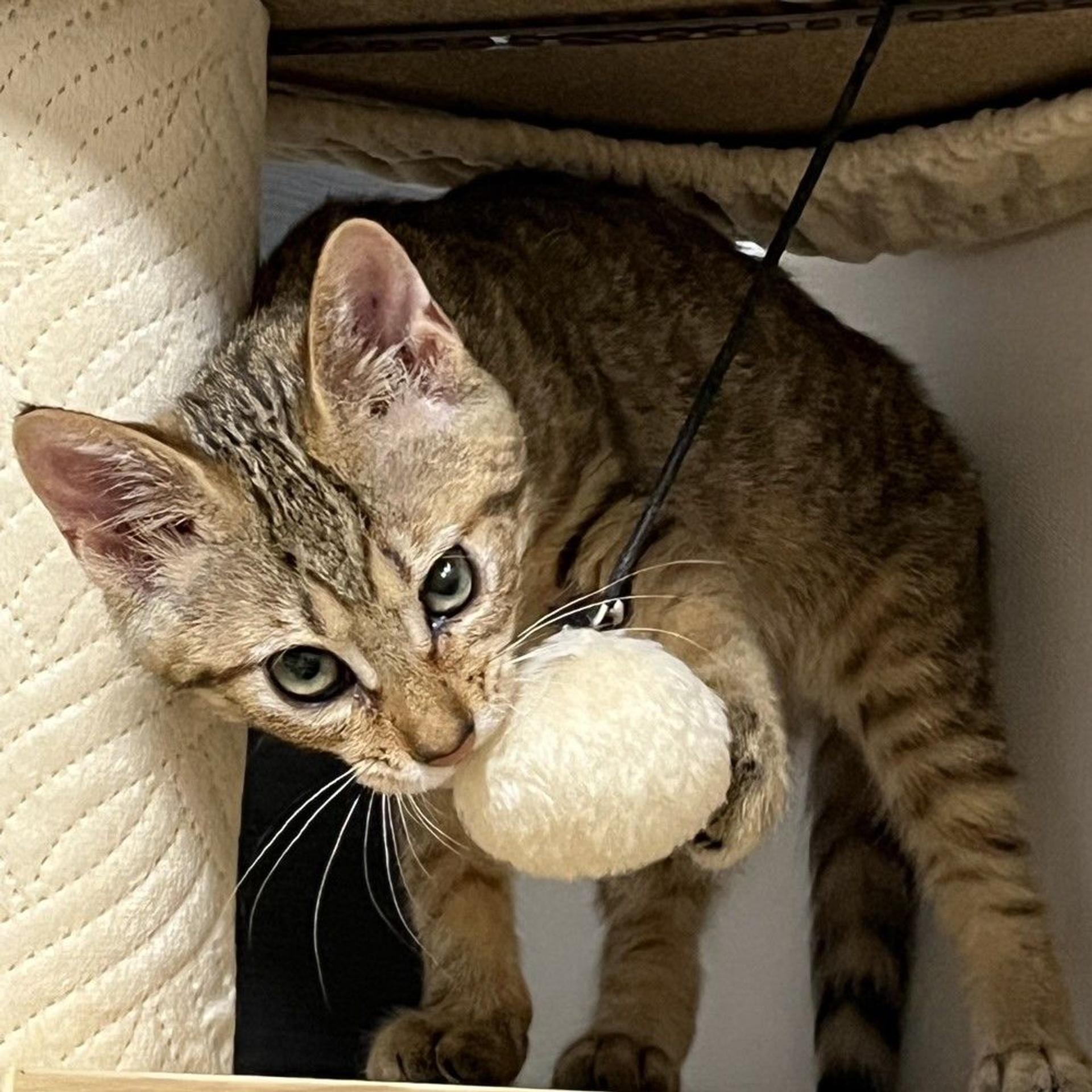 pet-image-2