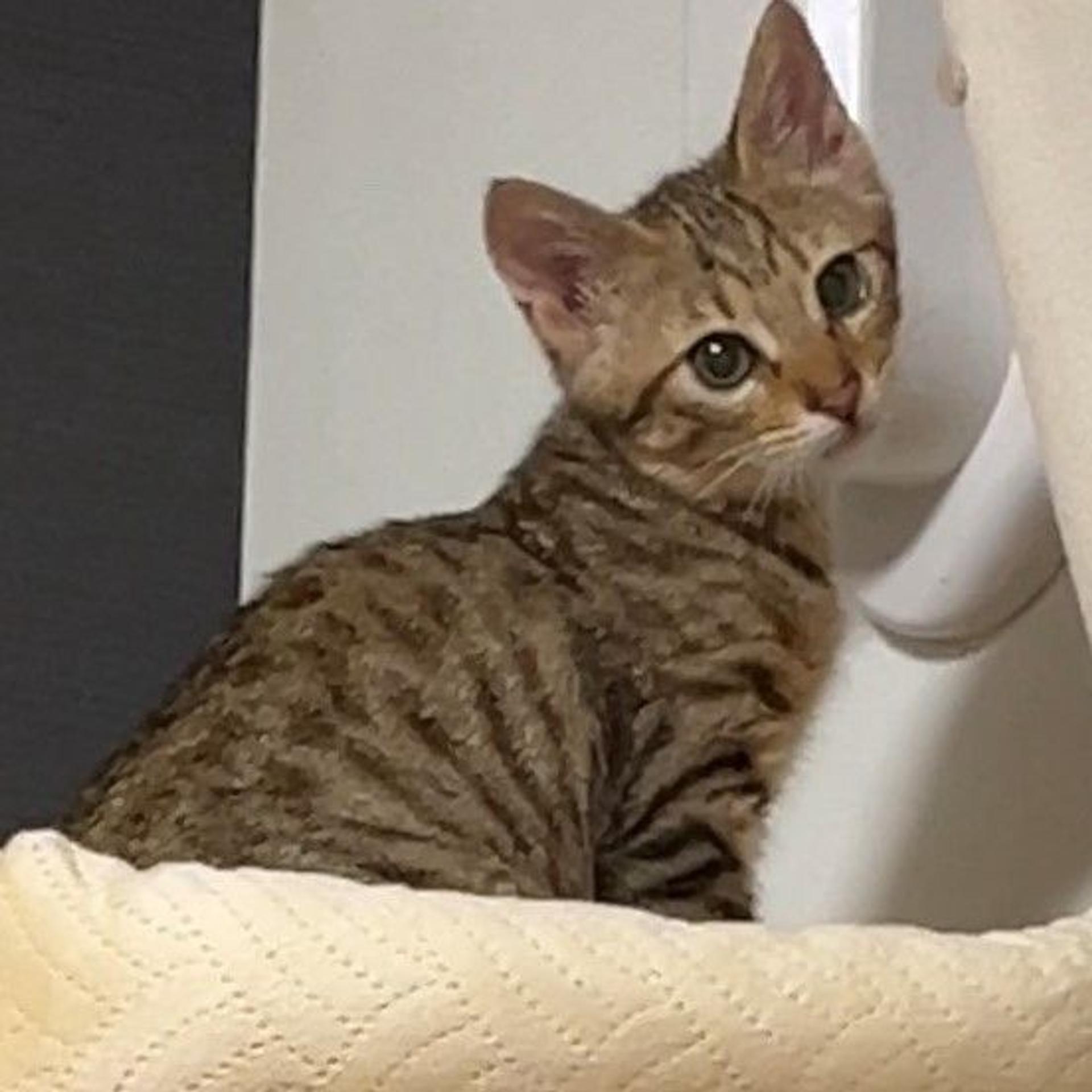 pet-image-3