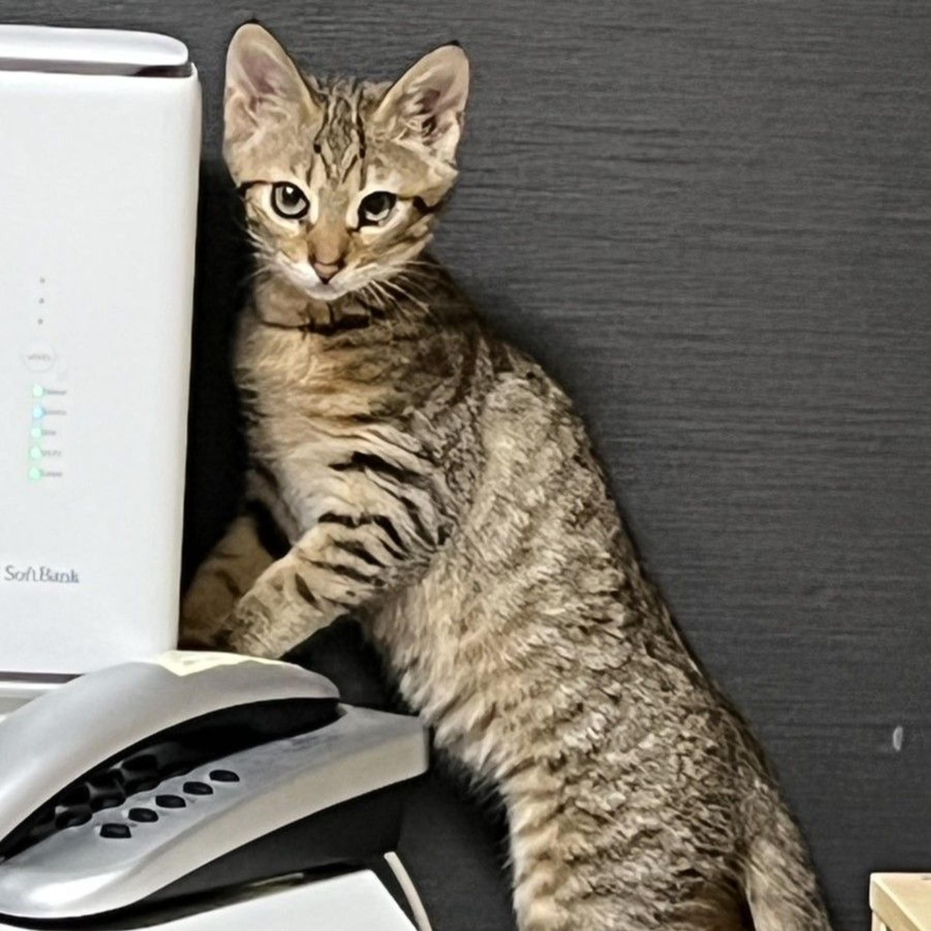 pet-image-4
