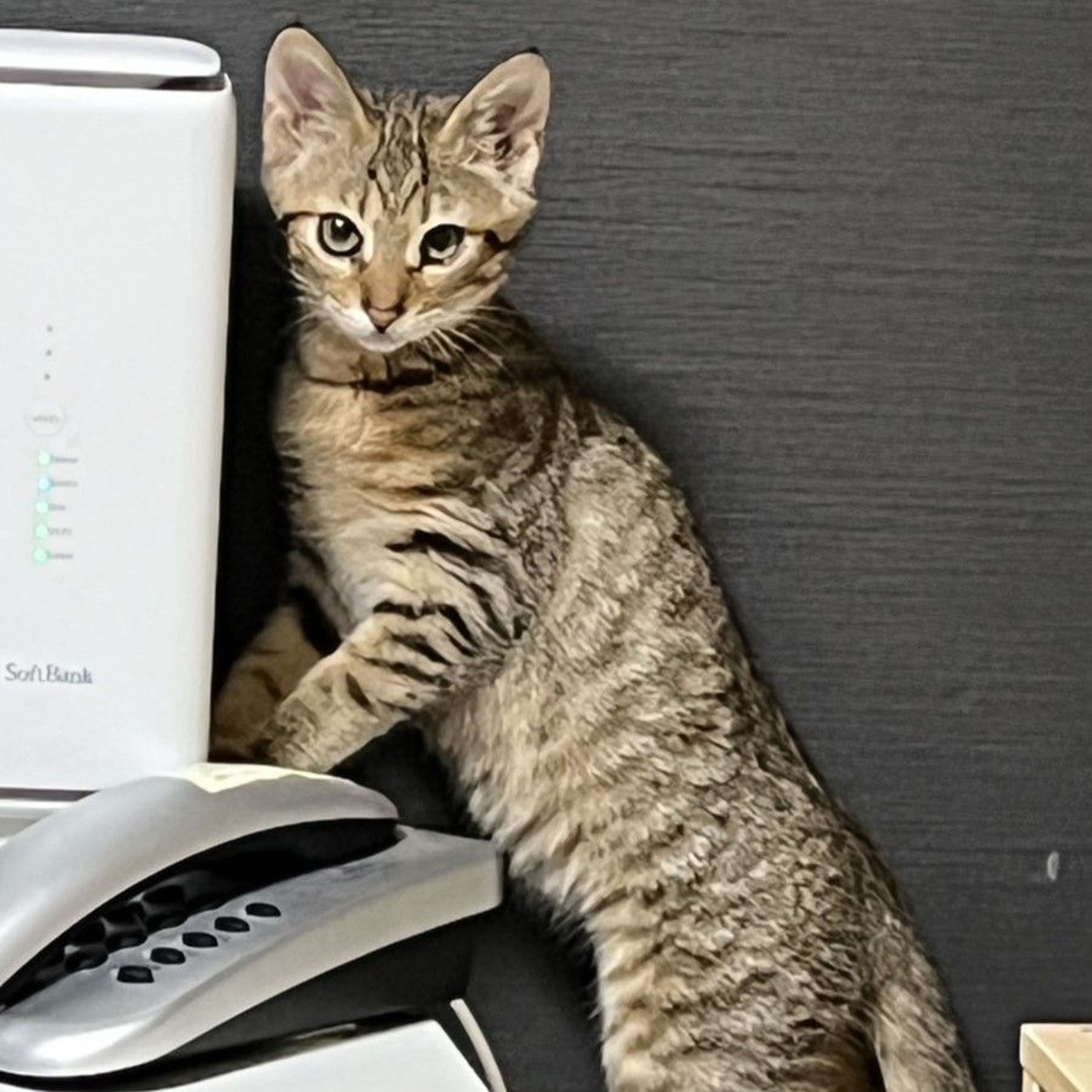 pet-image-4