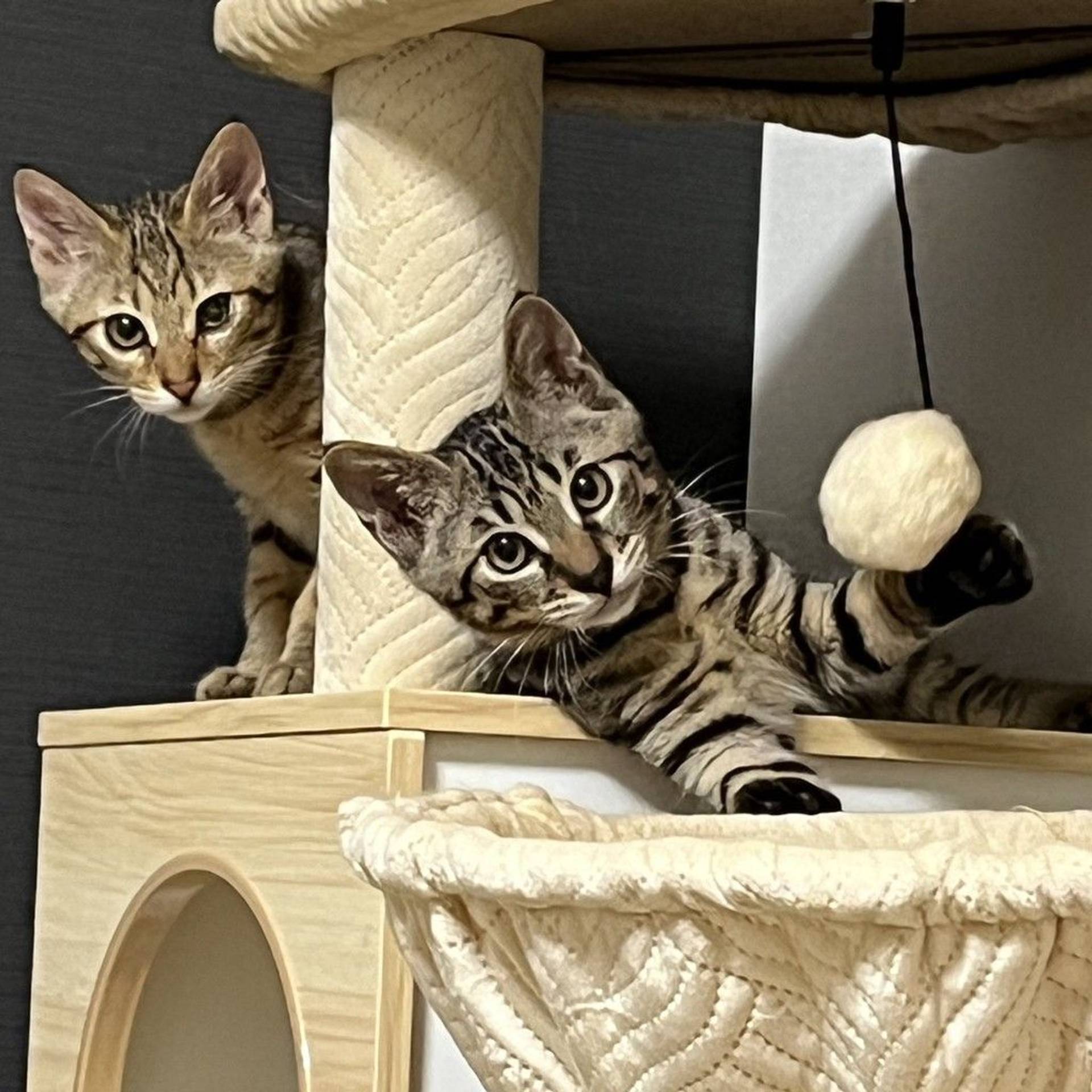 雑種（ミックス猫）・オスの里親募集の写真