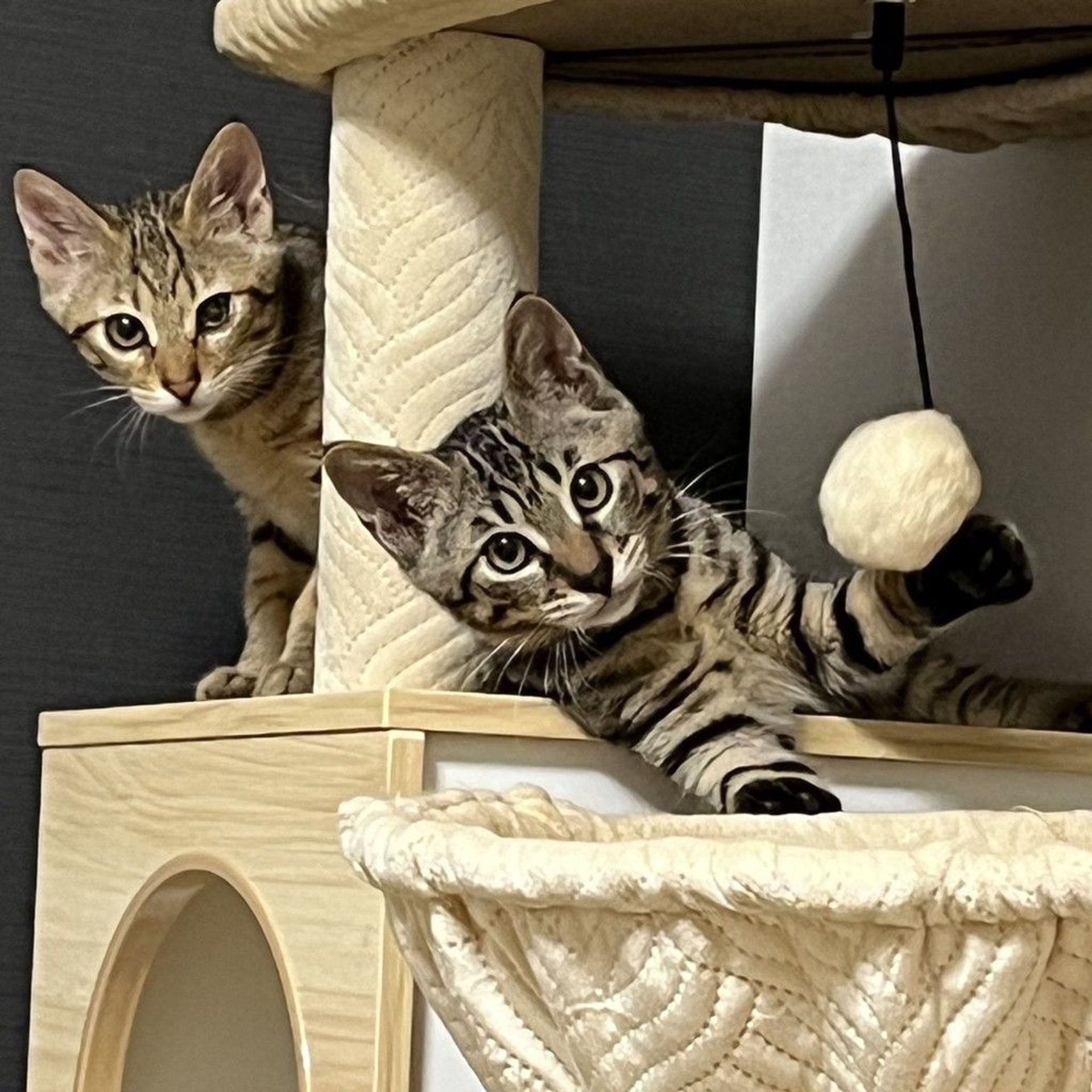 雑種（ミックス猫）・オスの里親募集の写真