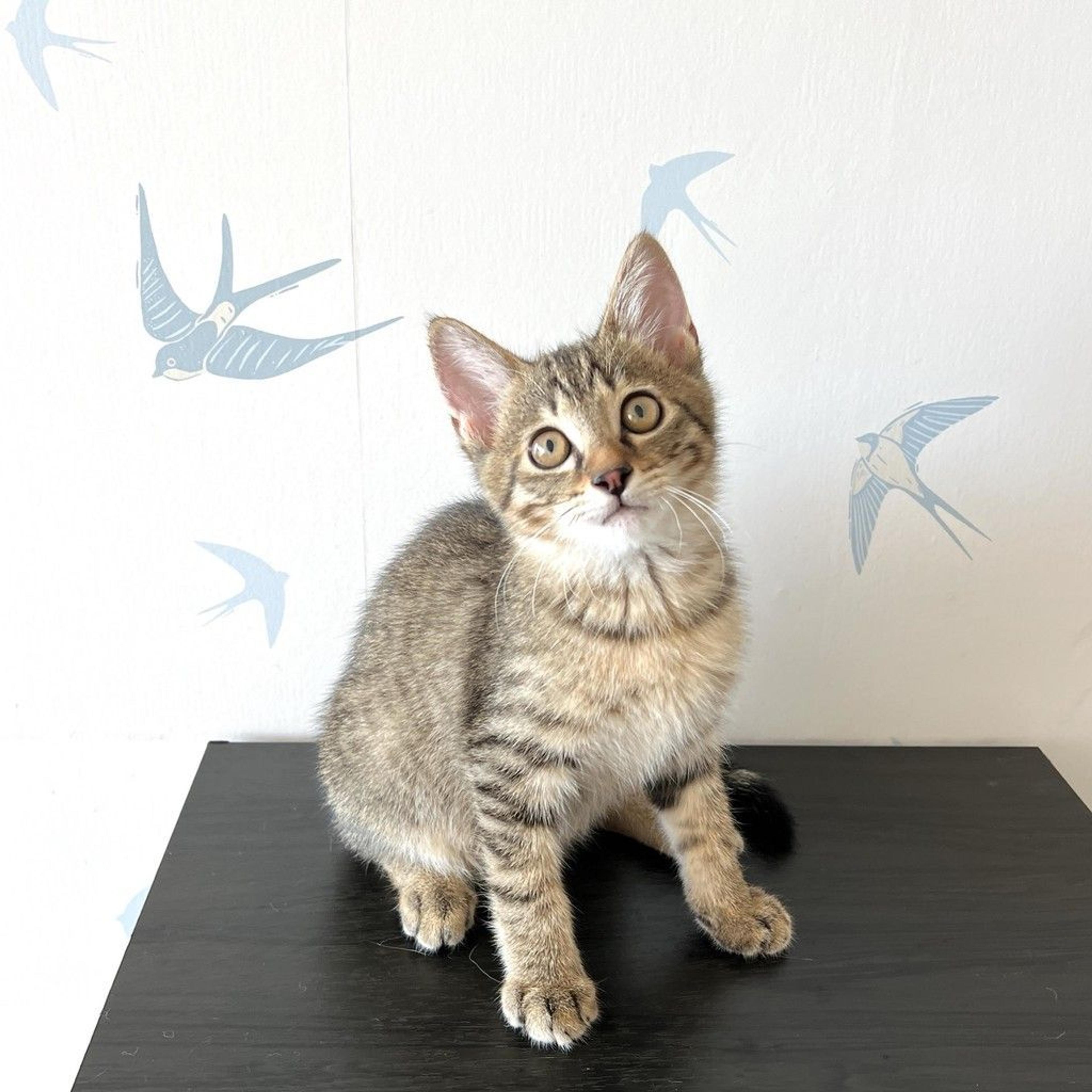 pet-image-5